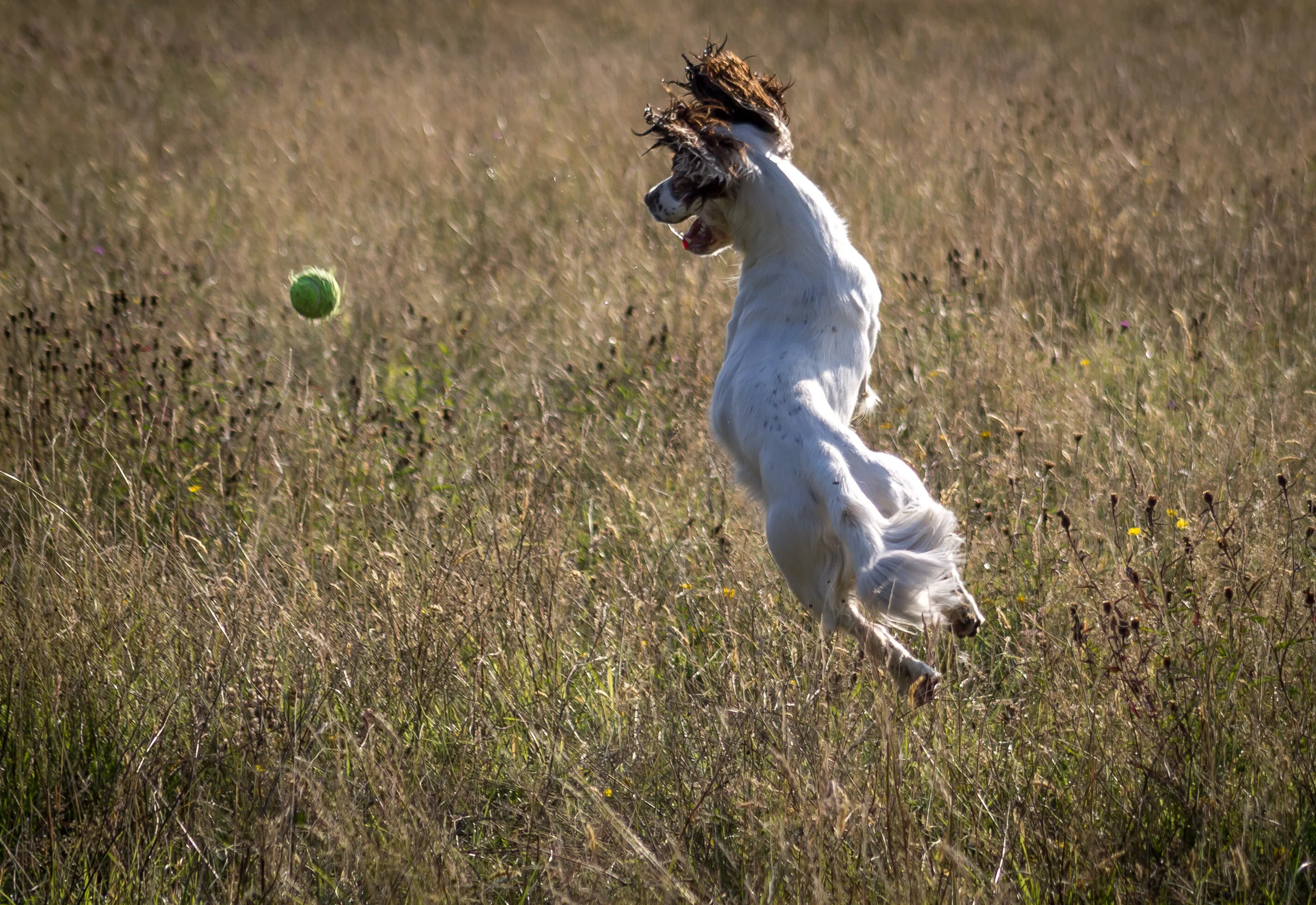 Happiness is a ball
