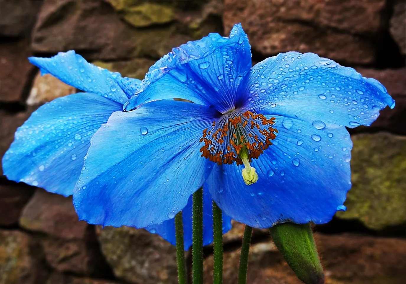 Blue Poppy after the rain