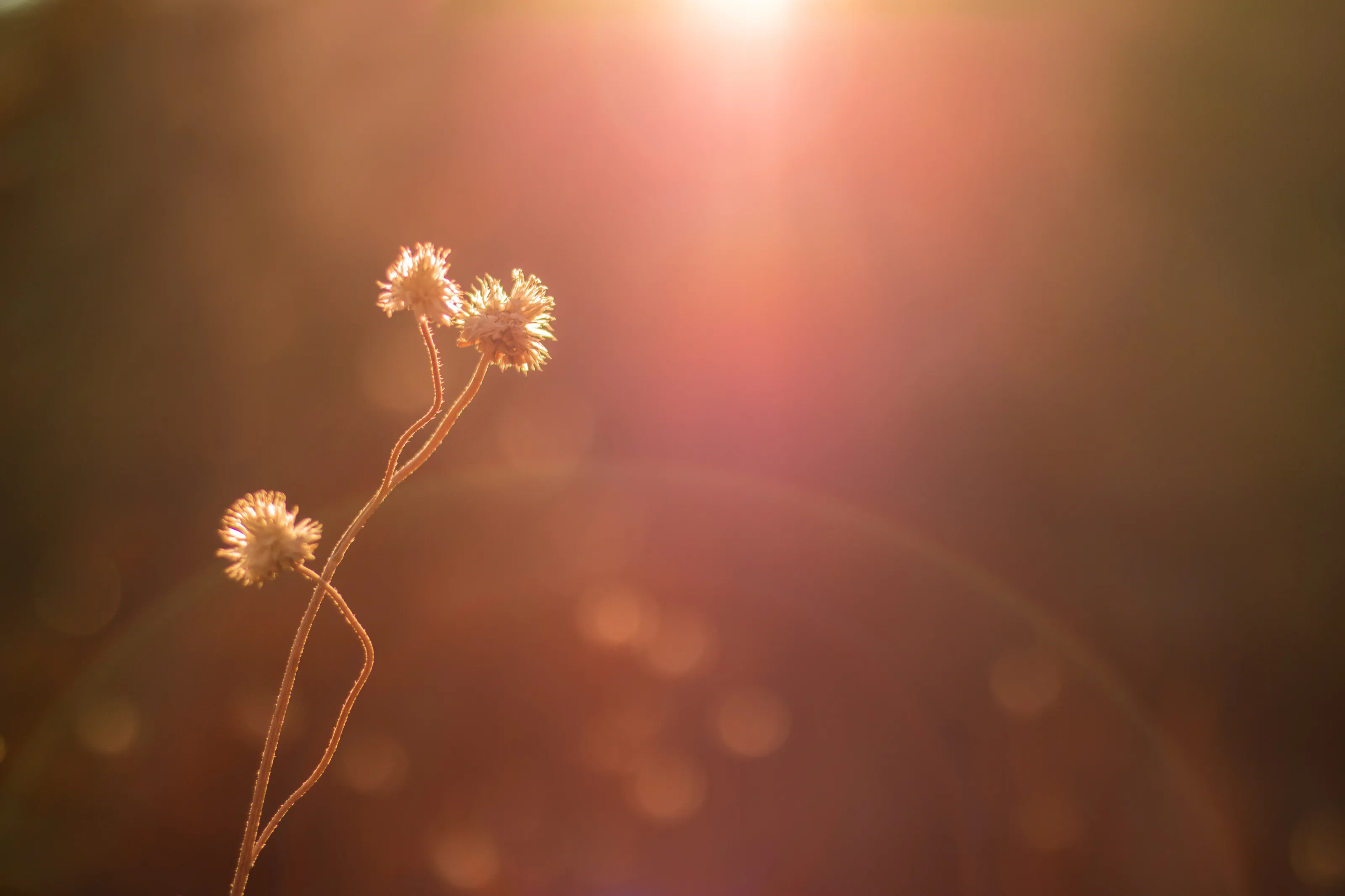 Sunshine