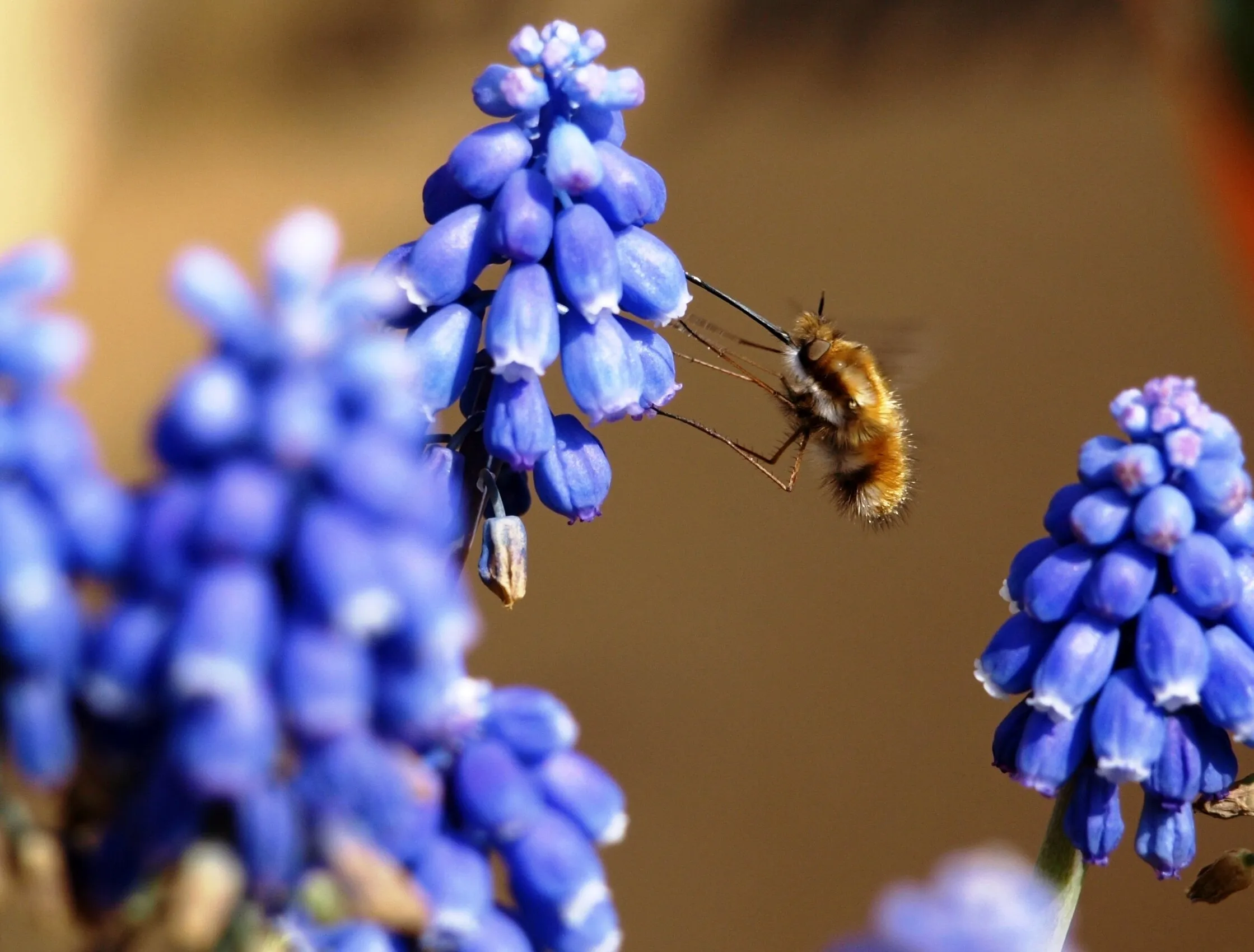 Looking for nectar