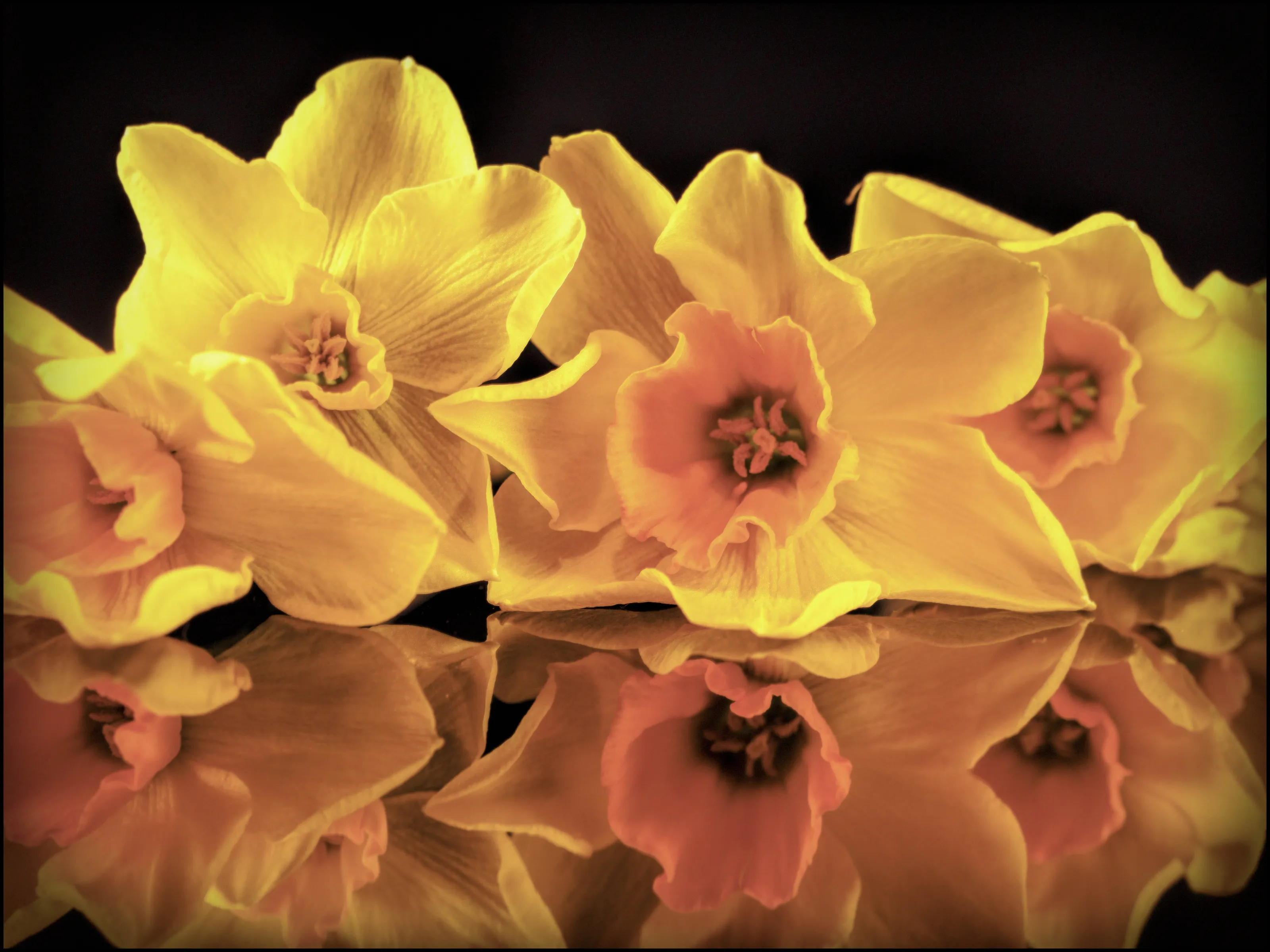 Reflections on a Daffodil