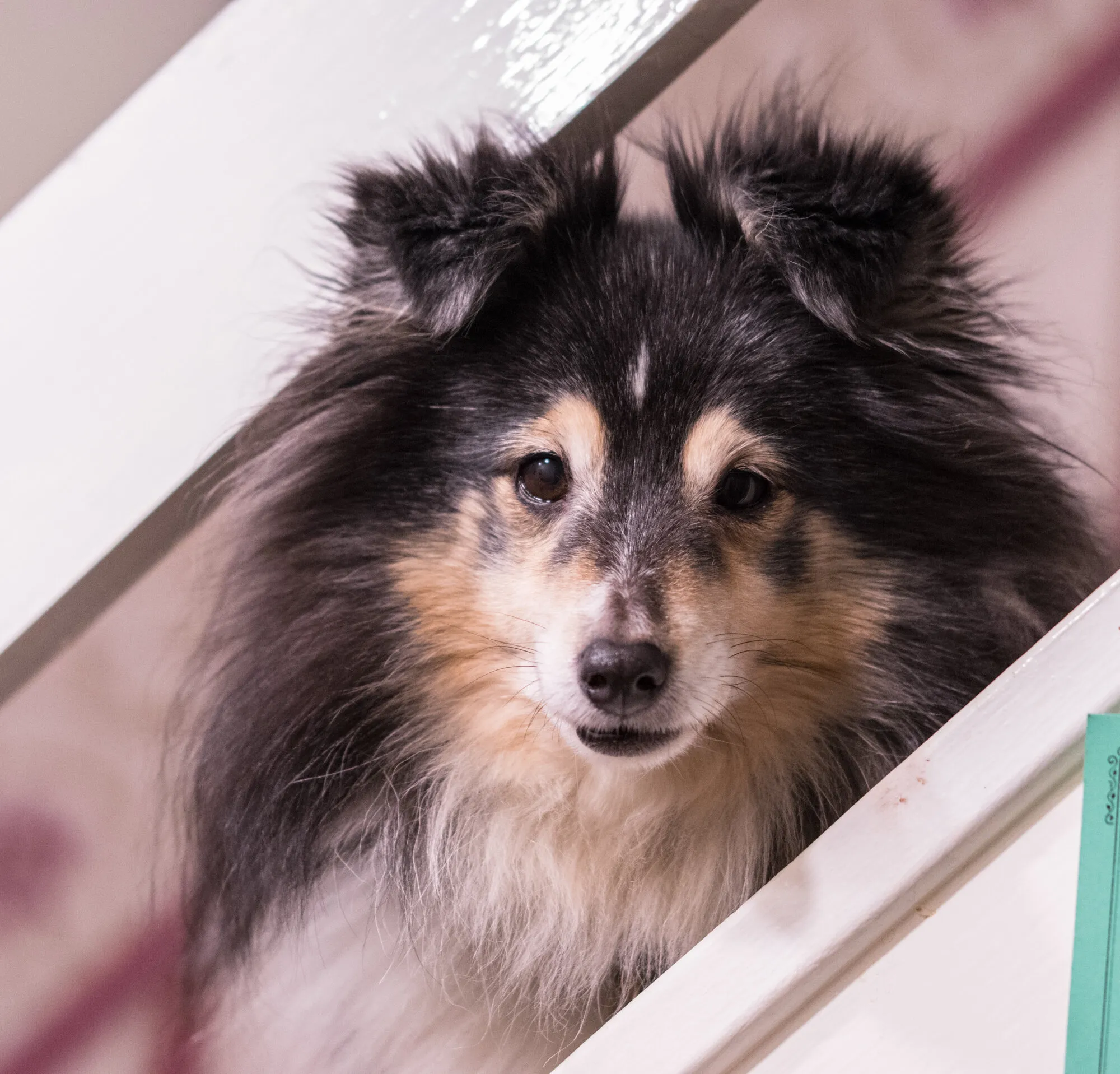 Jasmine - Sheltie