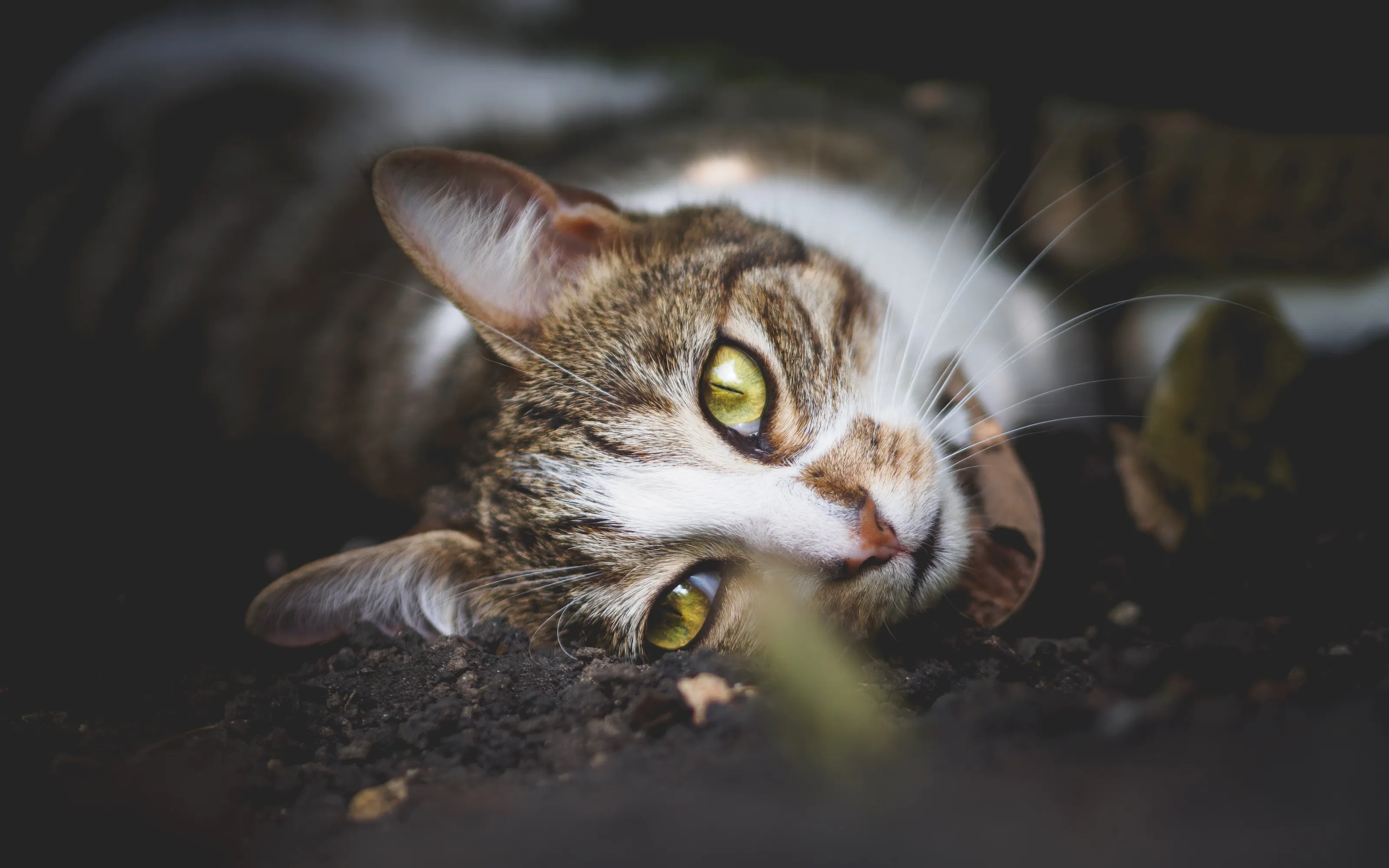 Lying in the shade