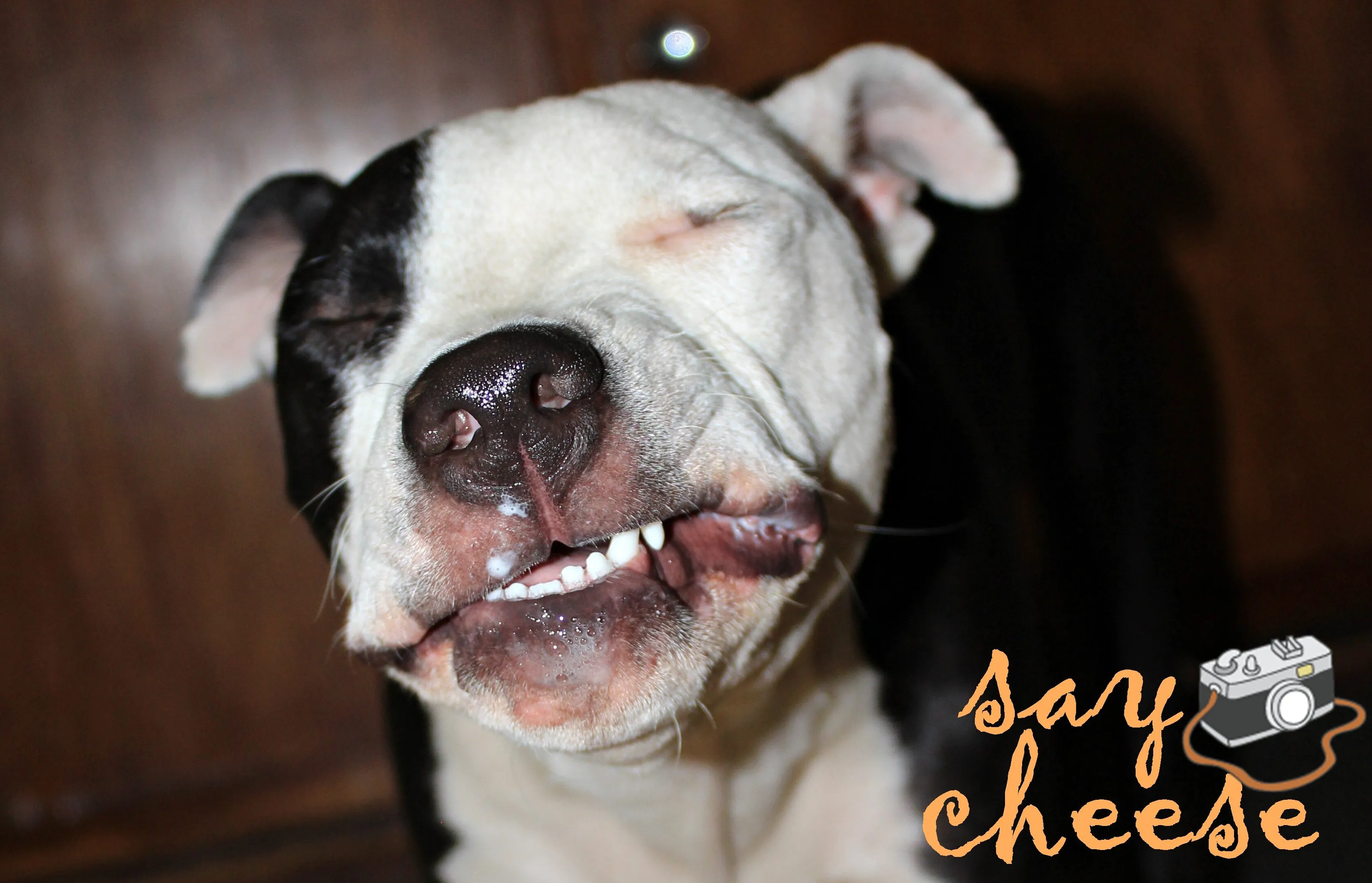 say cheese
