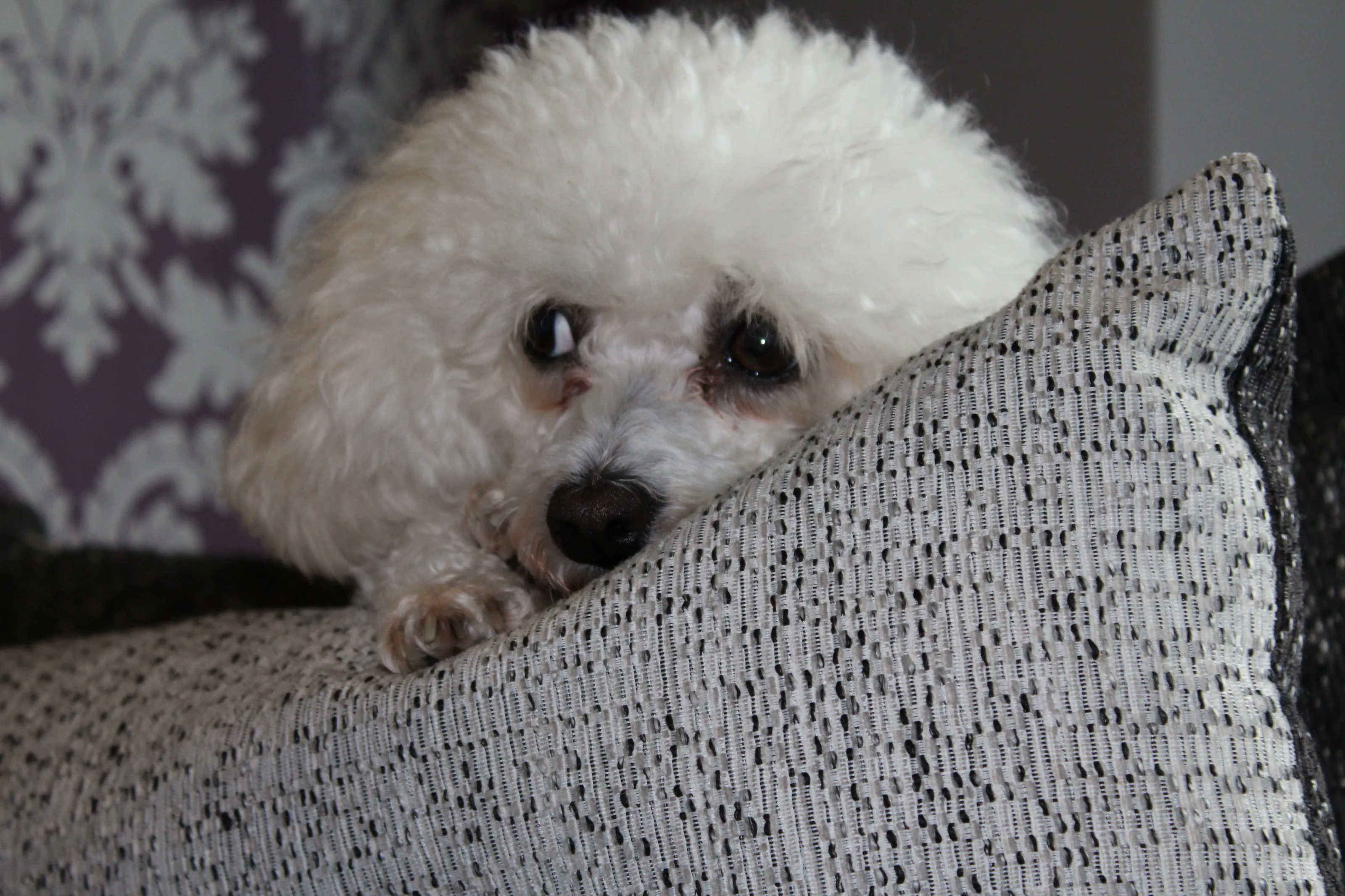 Peeping Puppy
