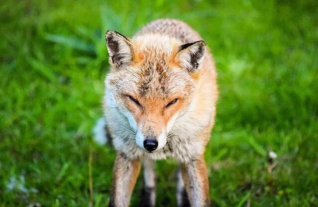 Glaring Fox