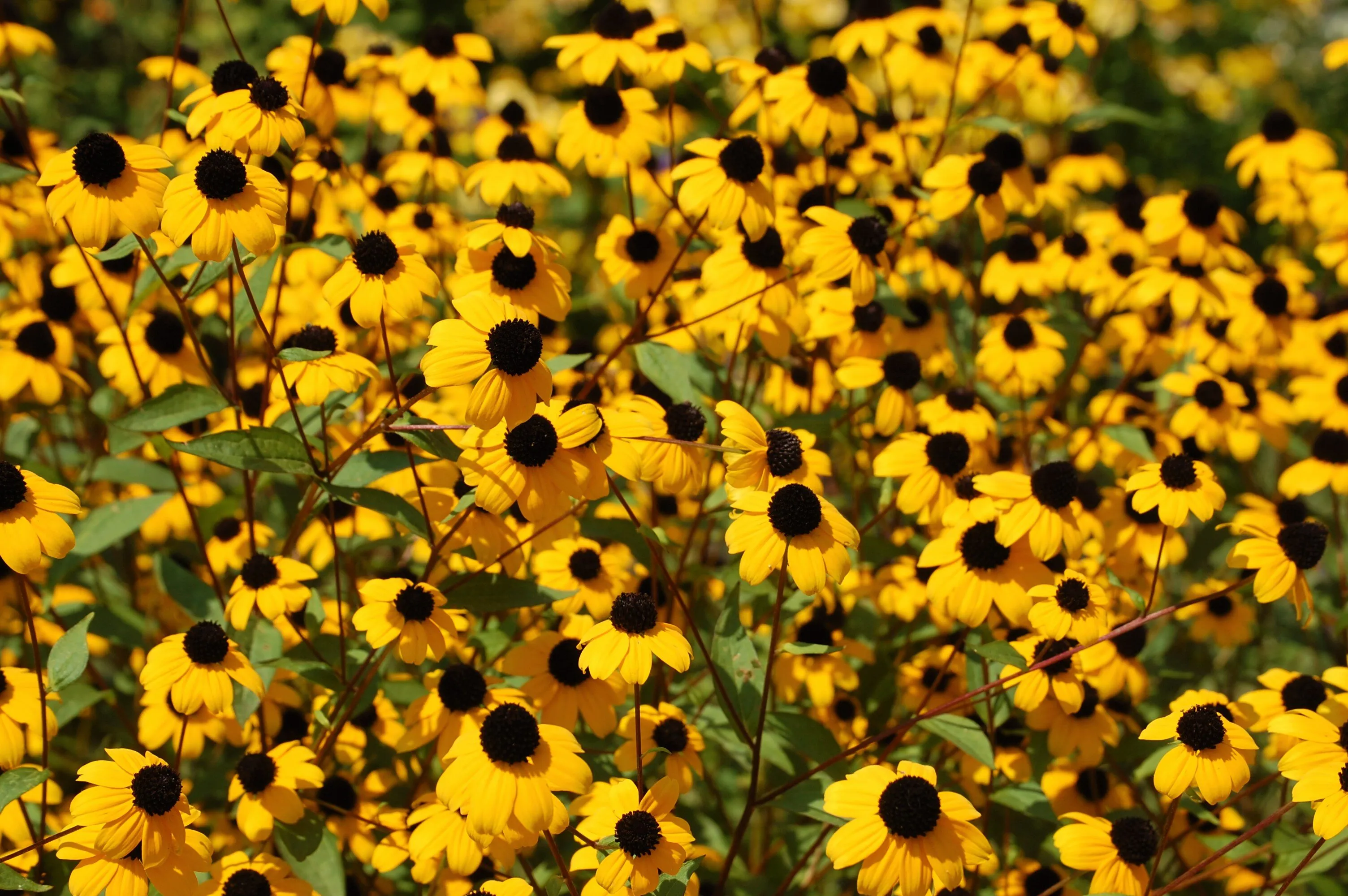 Black Eyed Susans