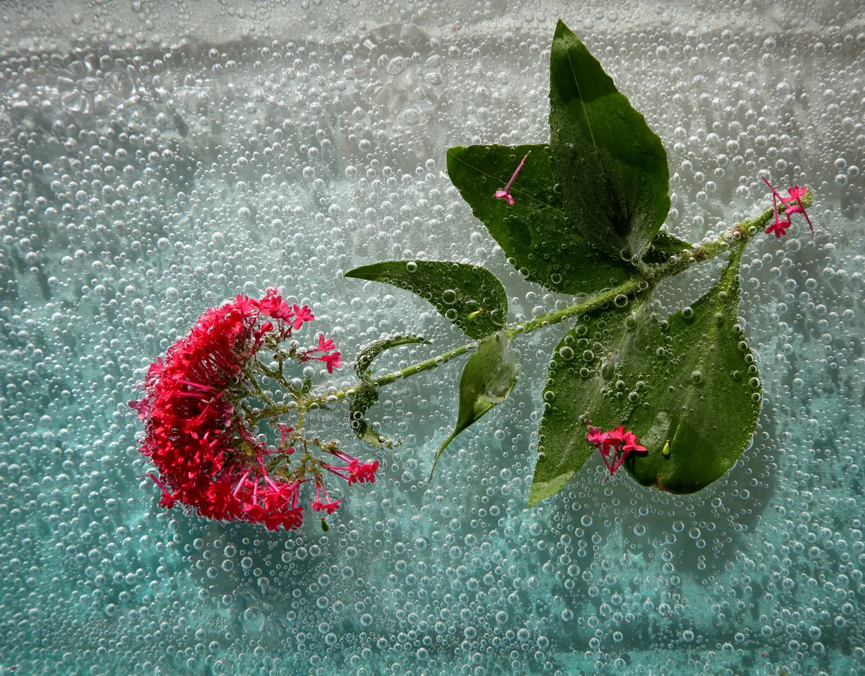 Entry 23230870
