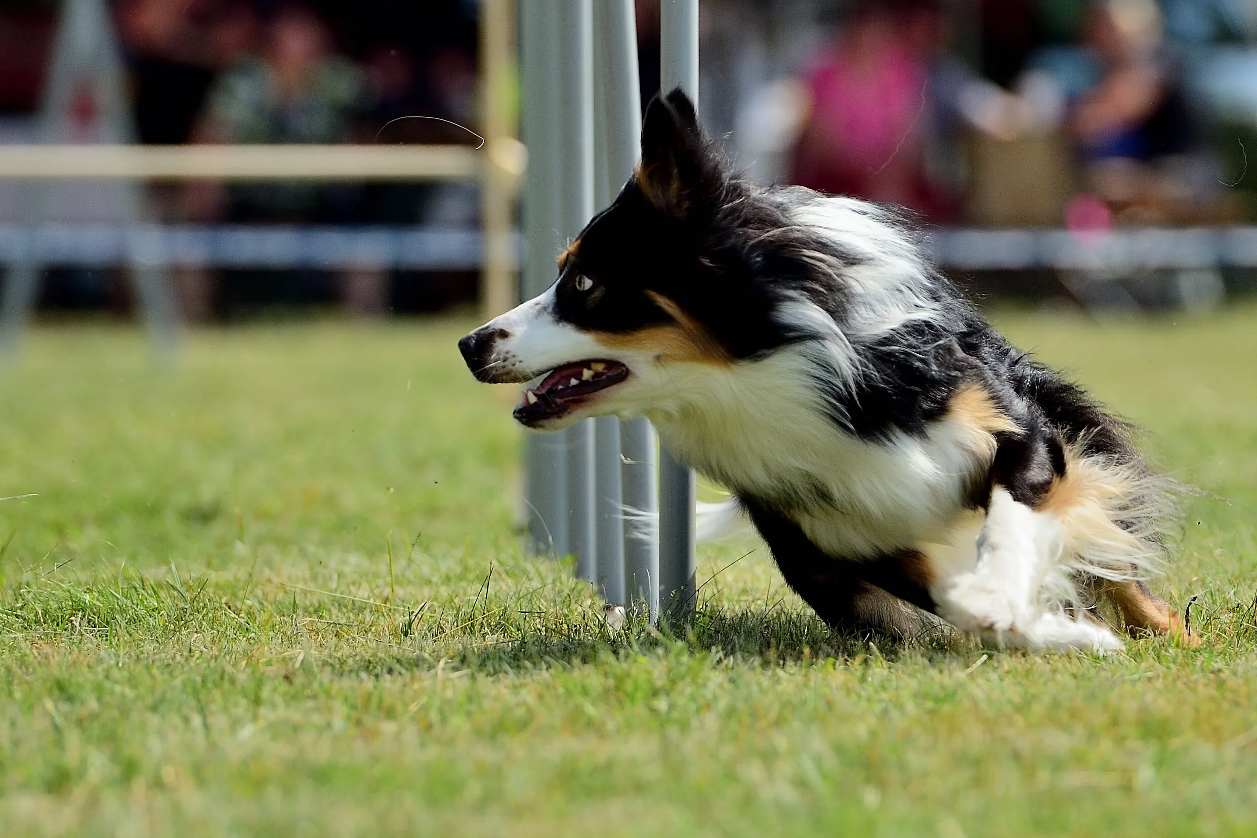 Dog Sports