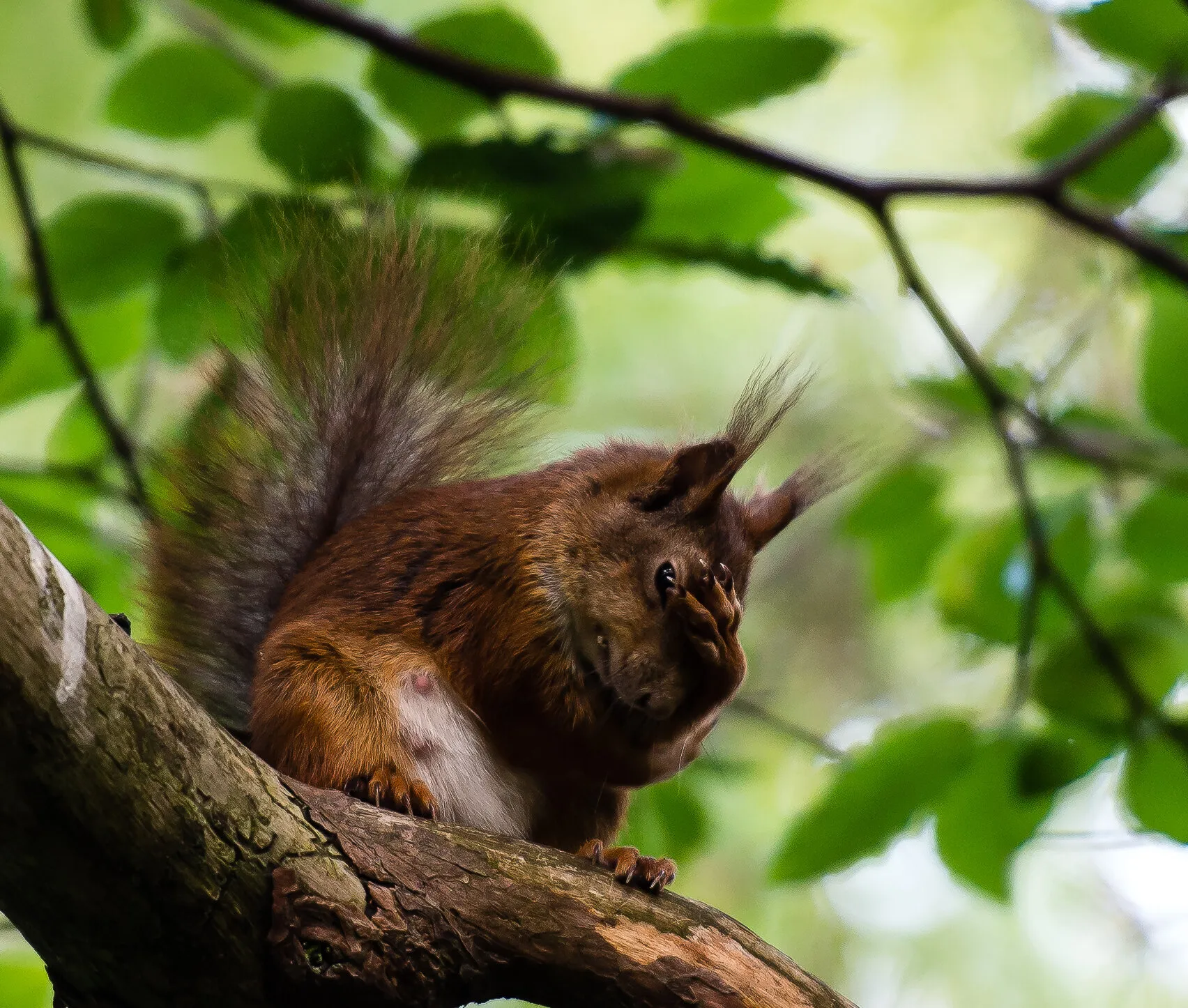 Squirrel