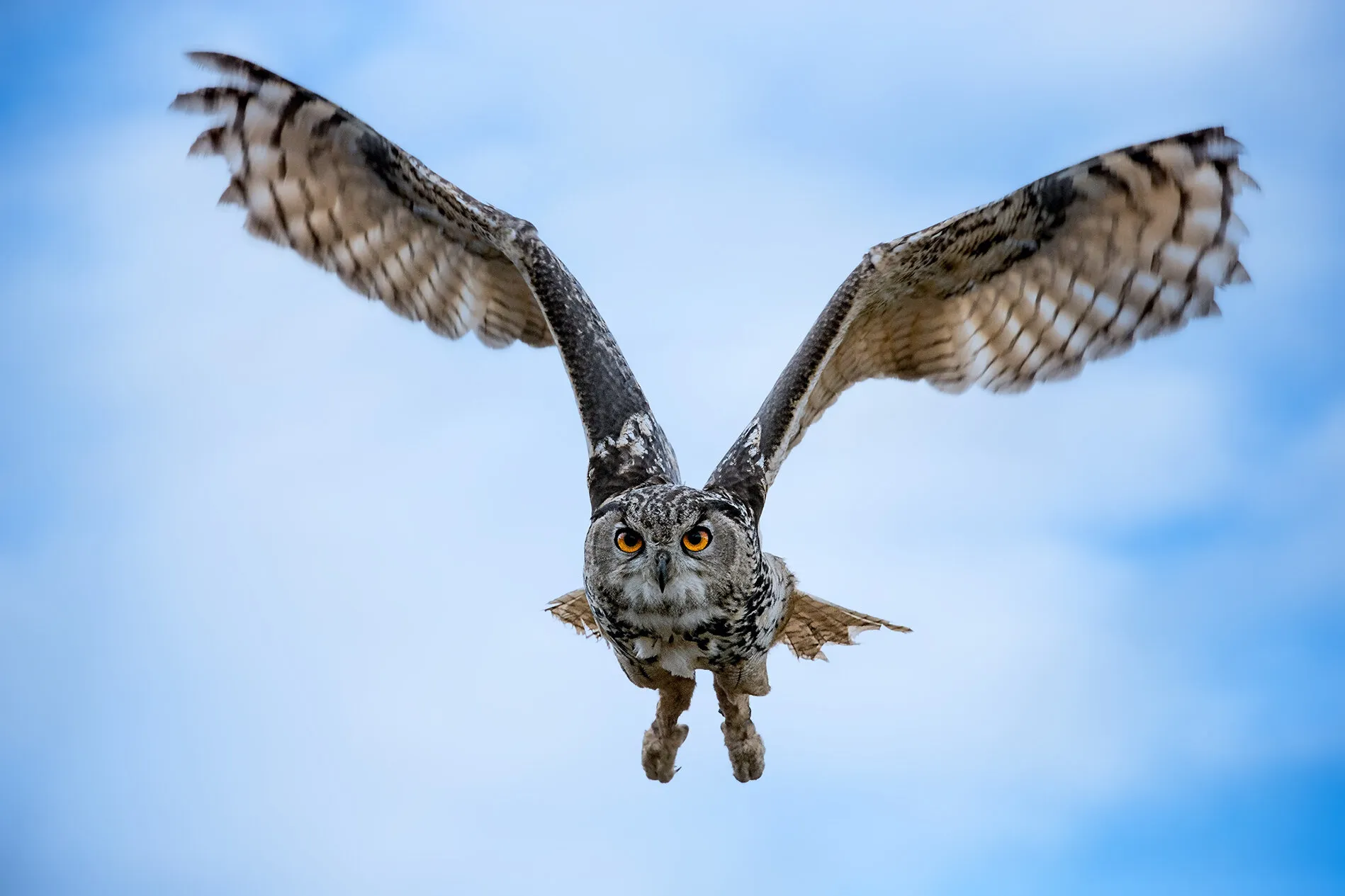 Eagle Owl in Flight