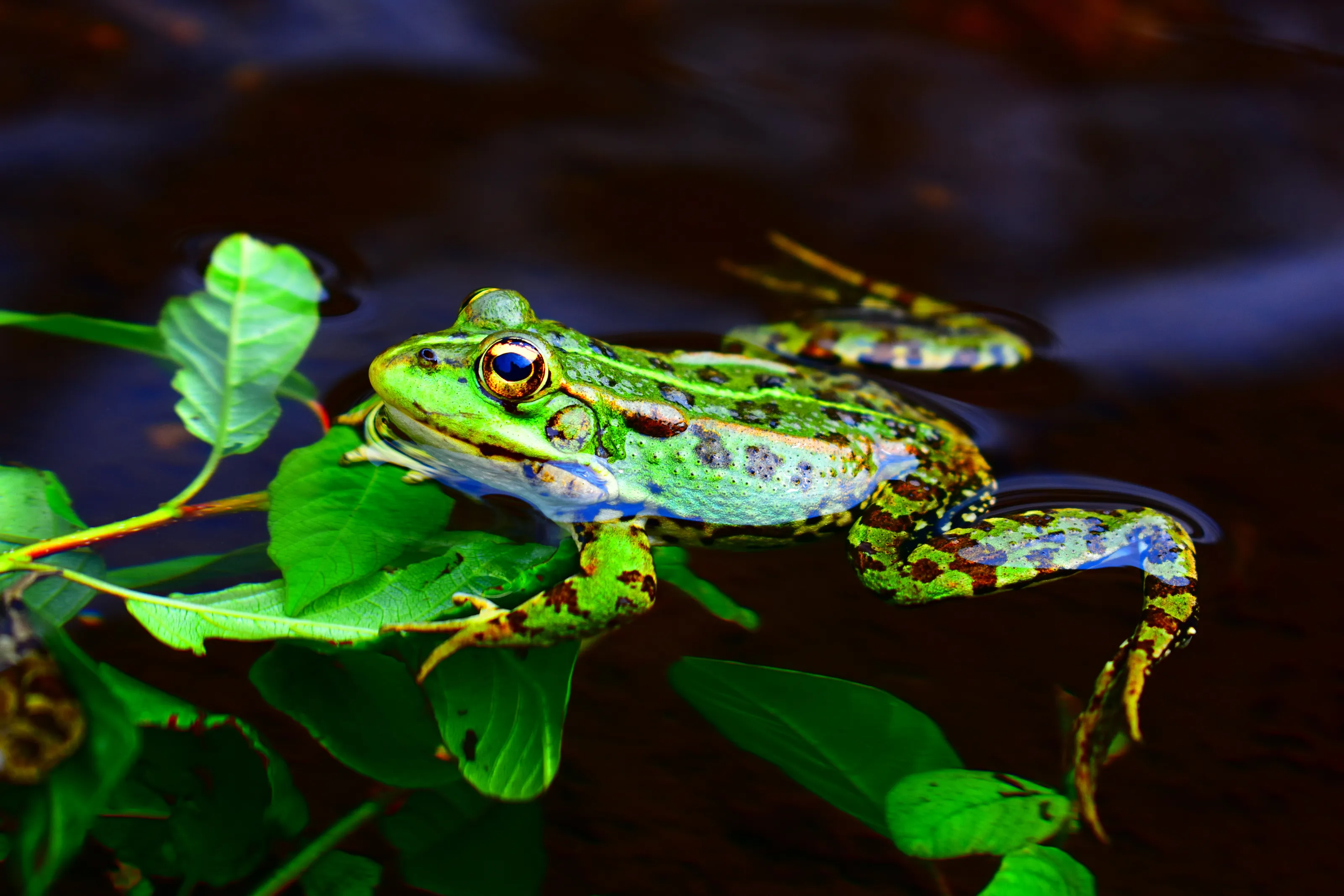 Mountain Frog