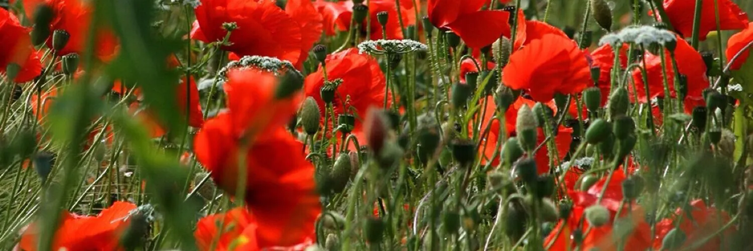 Poppies