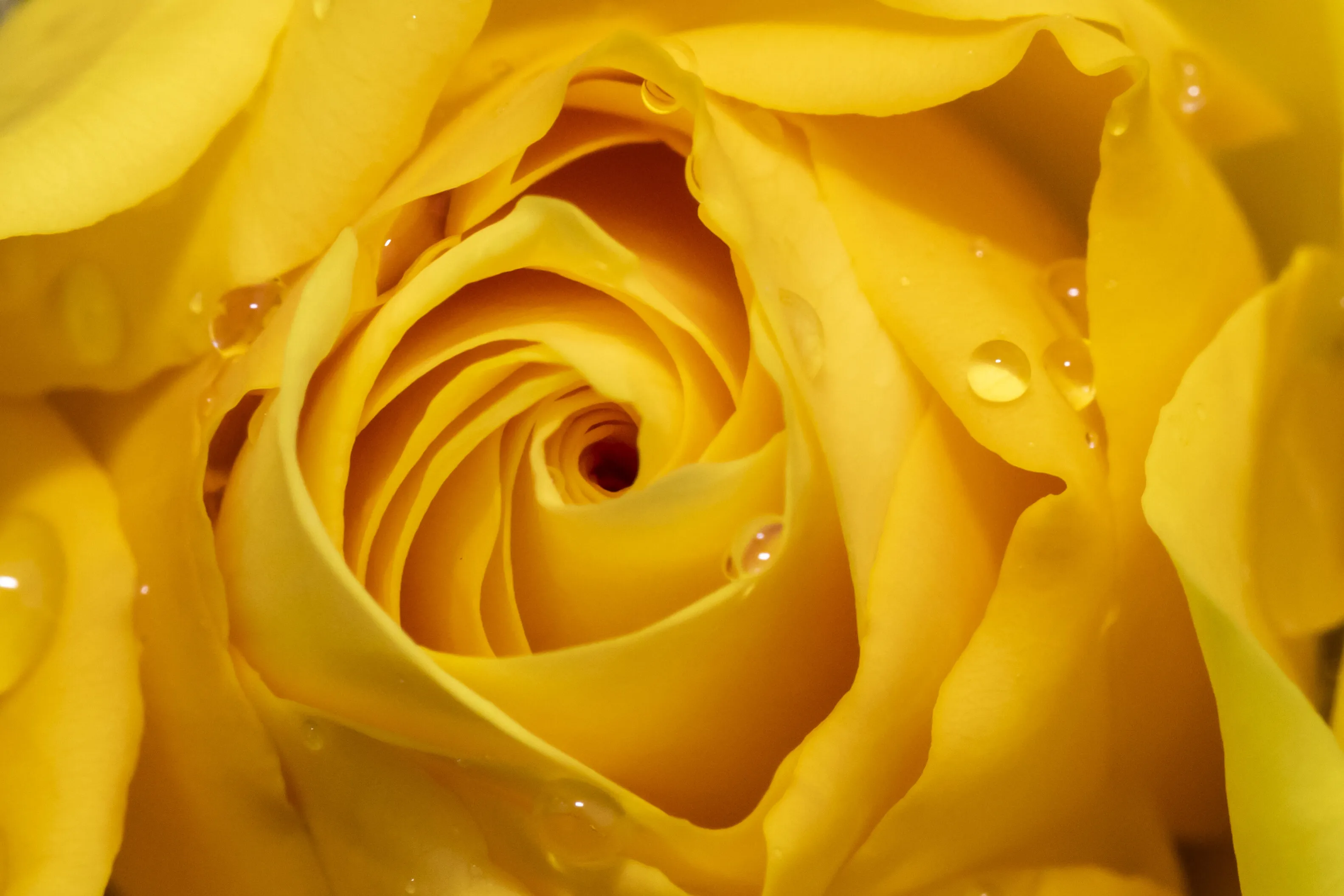 Golden Ratio Rose