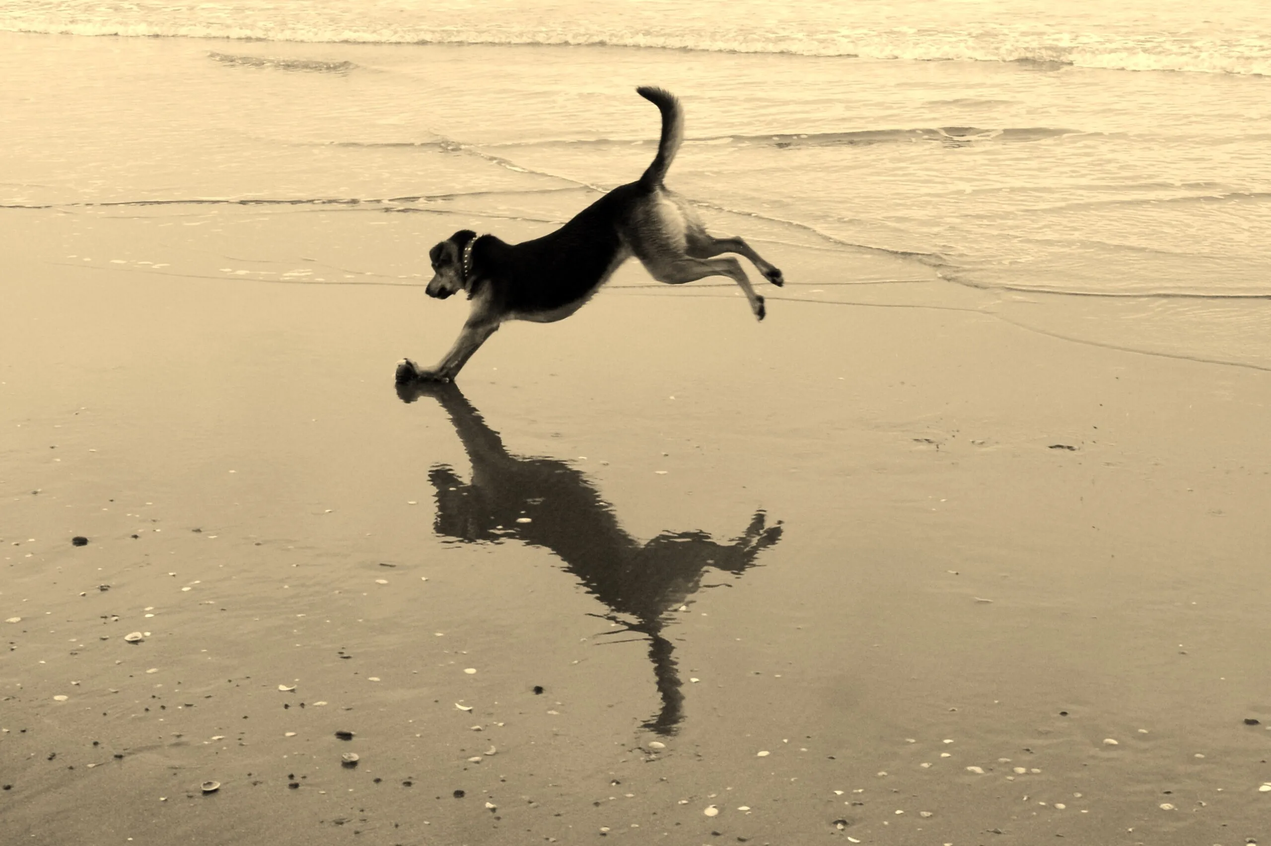 Playful Puppy Portrait