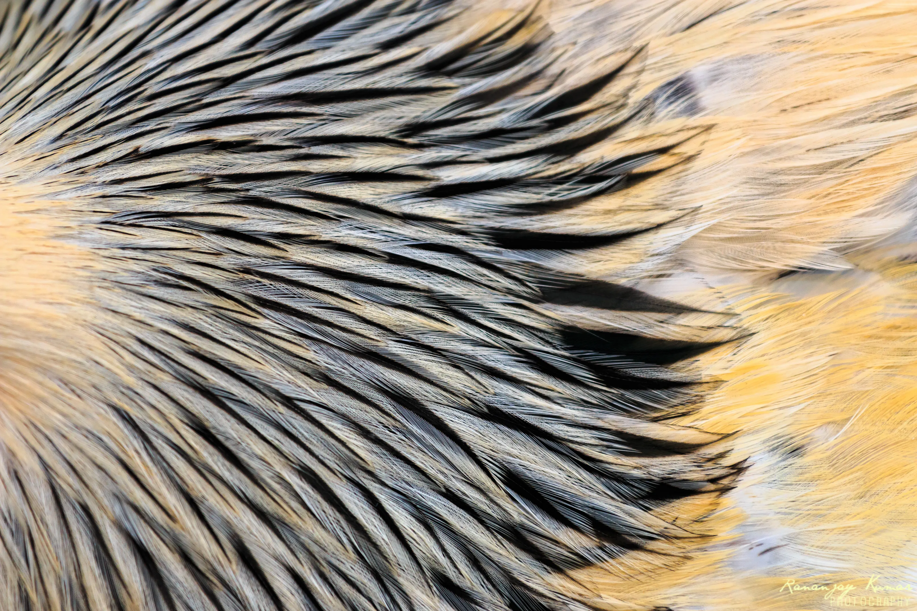 Nature's Pattern