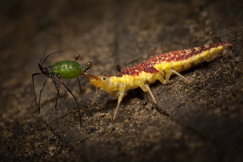 Aphid Lion and Prey