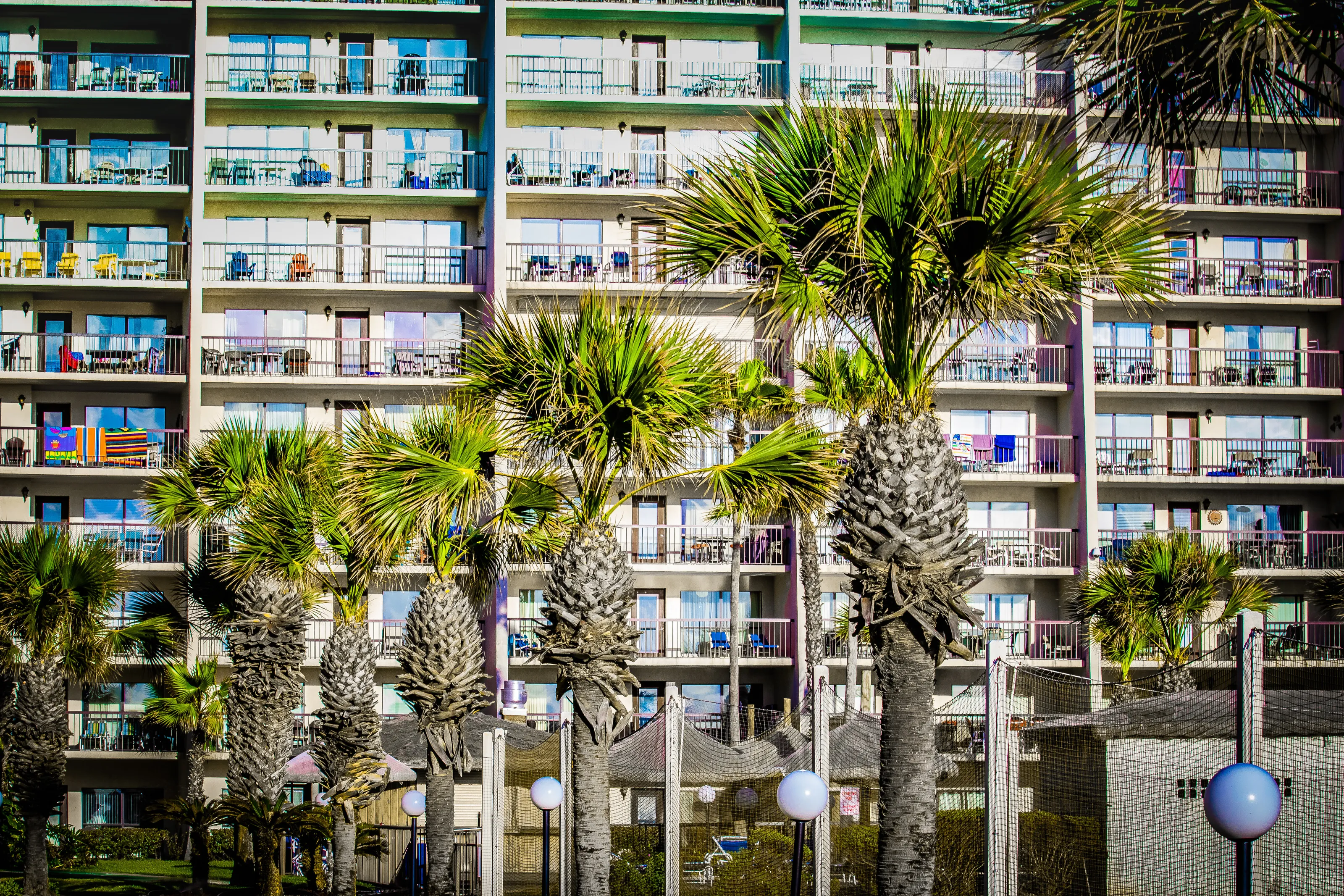 palm trees