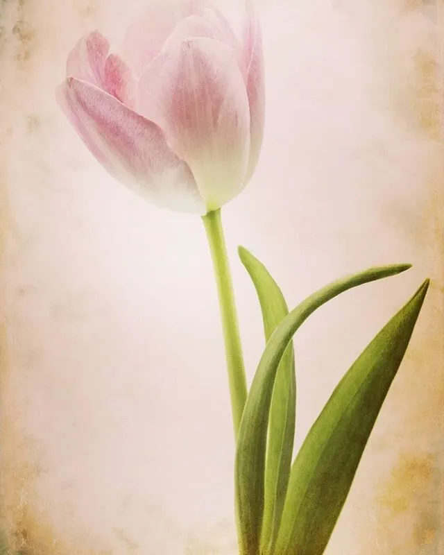 Pastel tulip