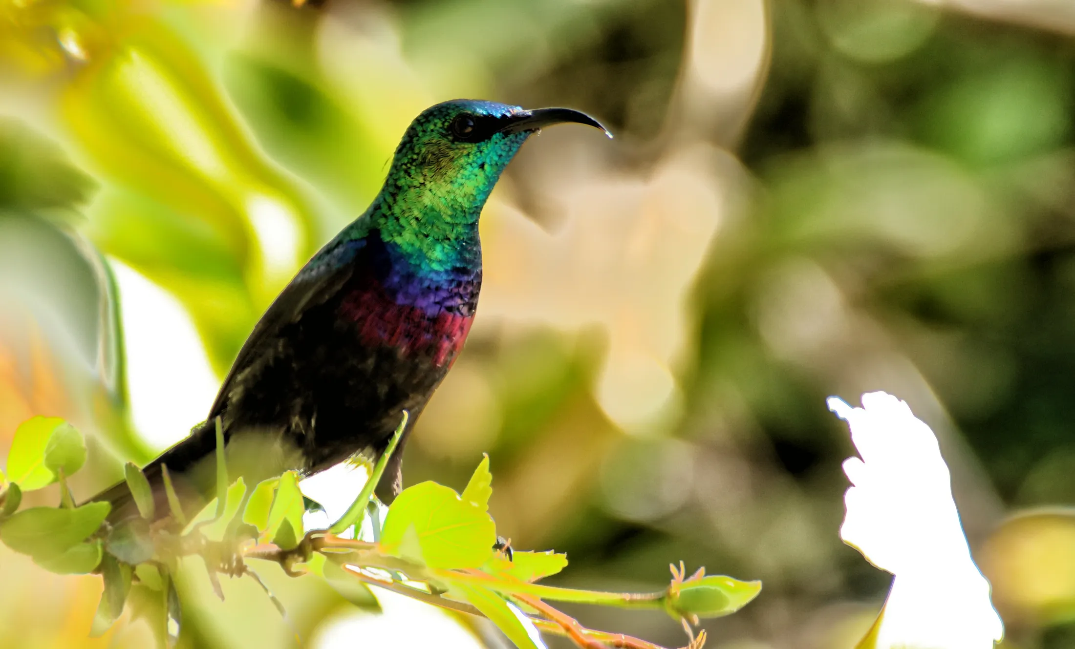 Purplebanded Sunbird