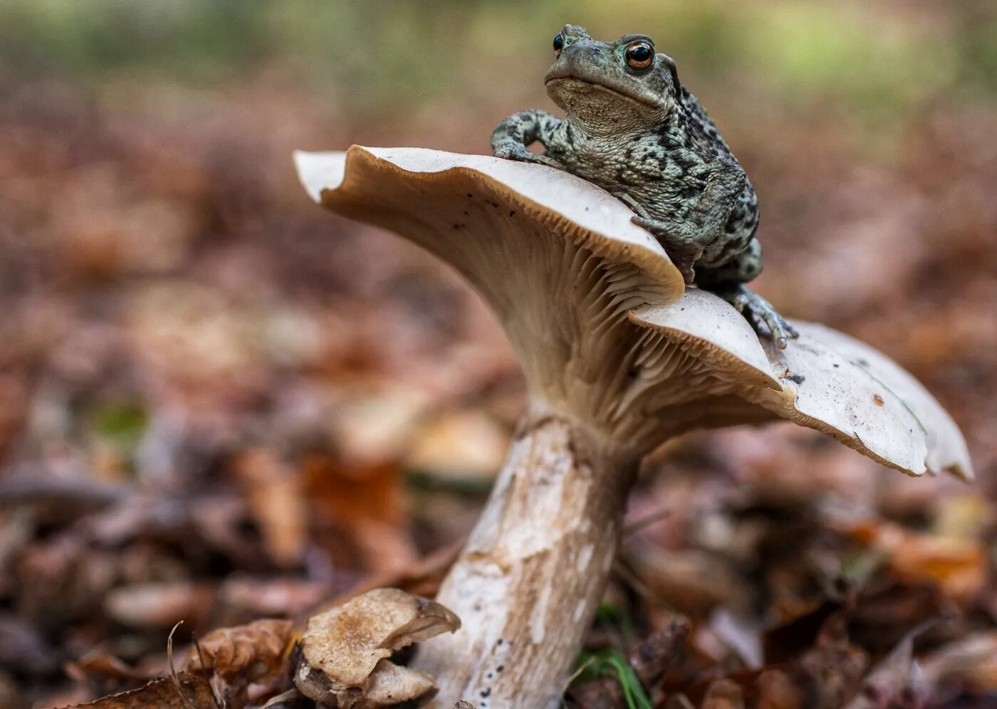 Toad on stool