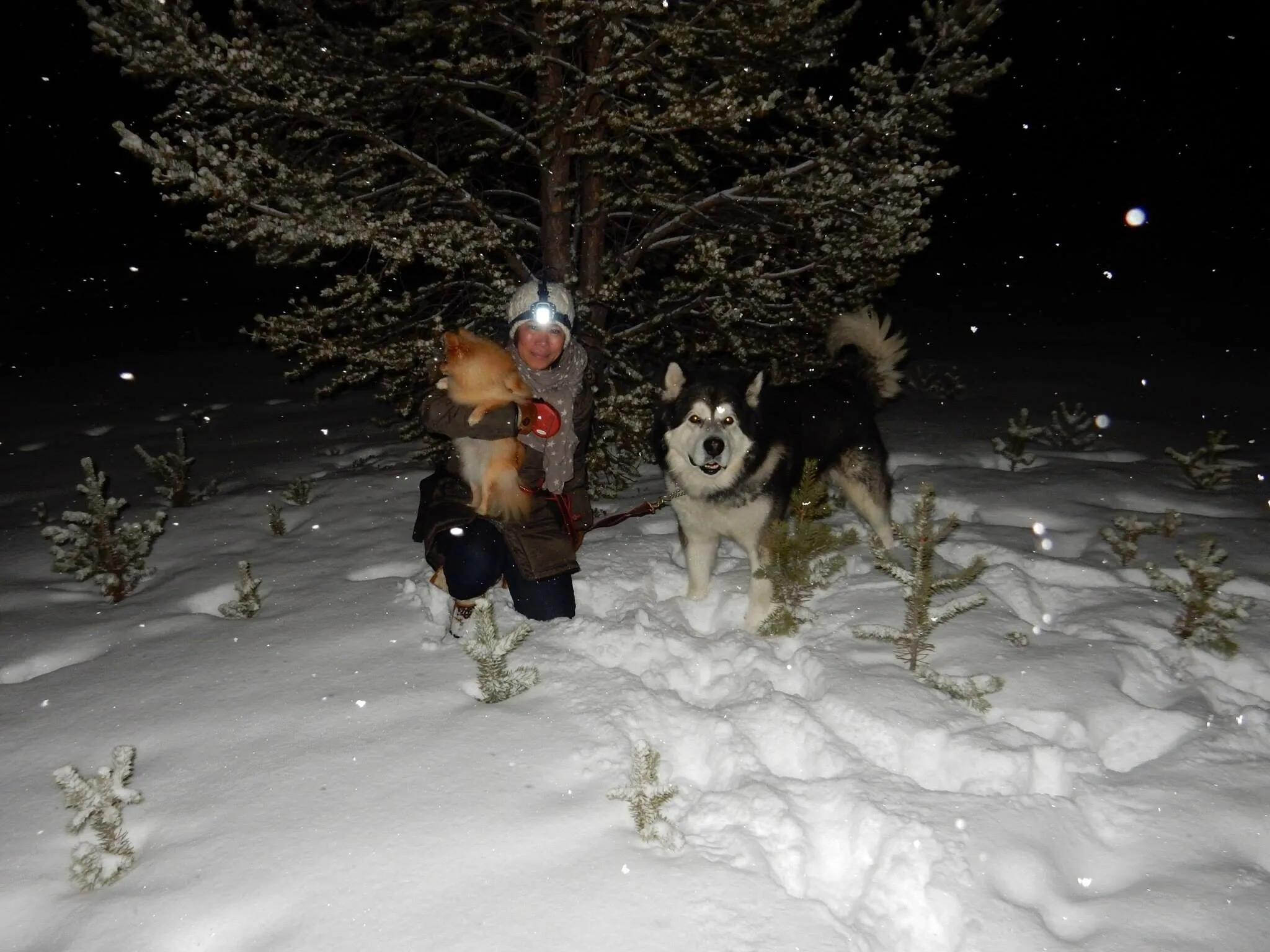 nanok the alaskan malamute & pookie the pomeranian :-)