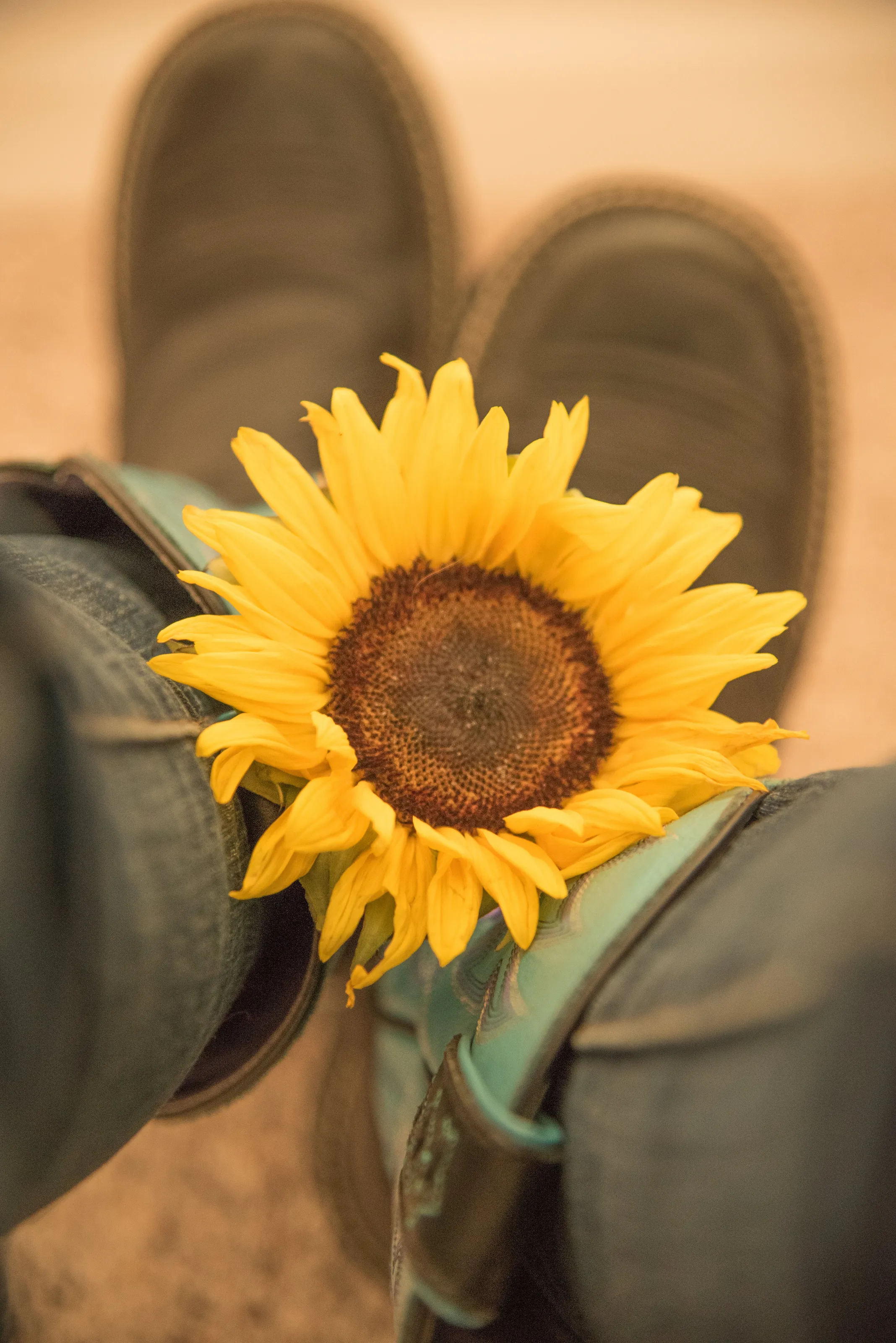 Sunflowers with Other Objects or Props (in colour)