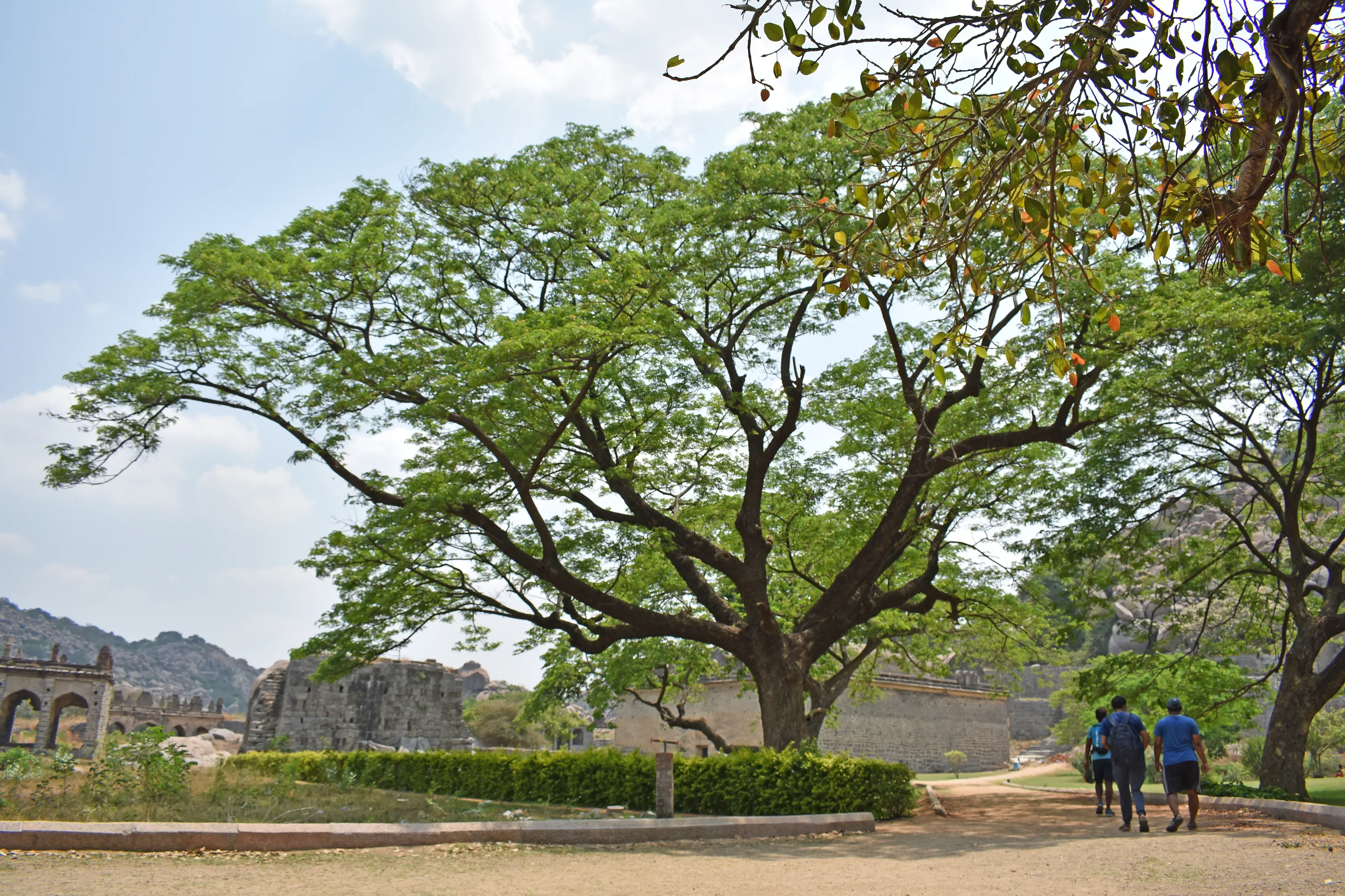 Beauty of Tree