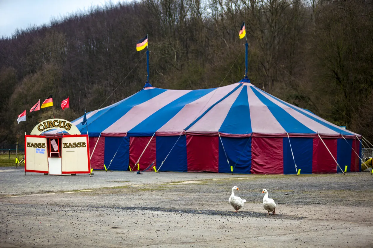 Geese chatting about circus performance