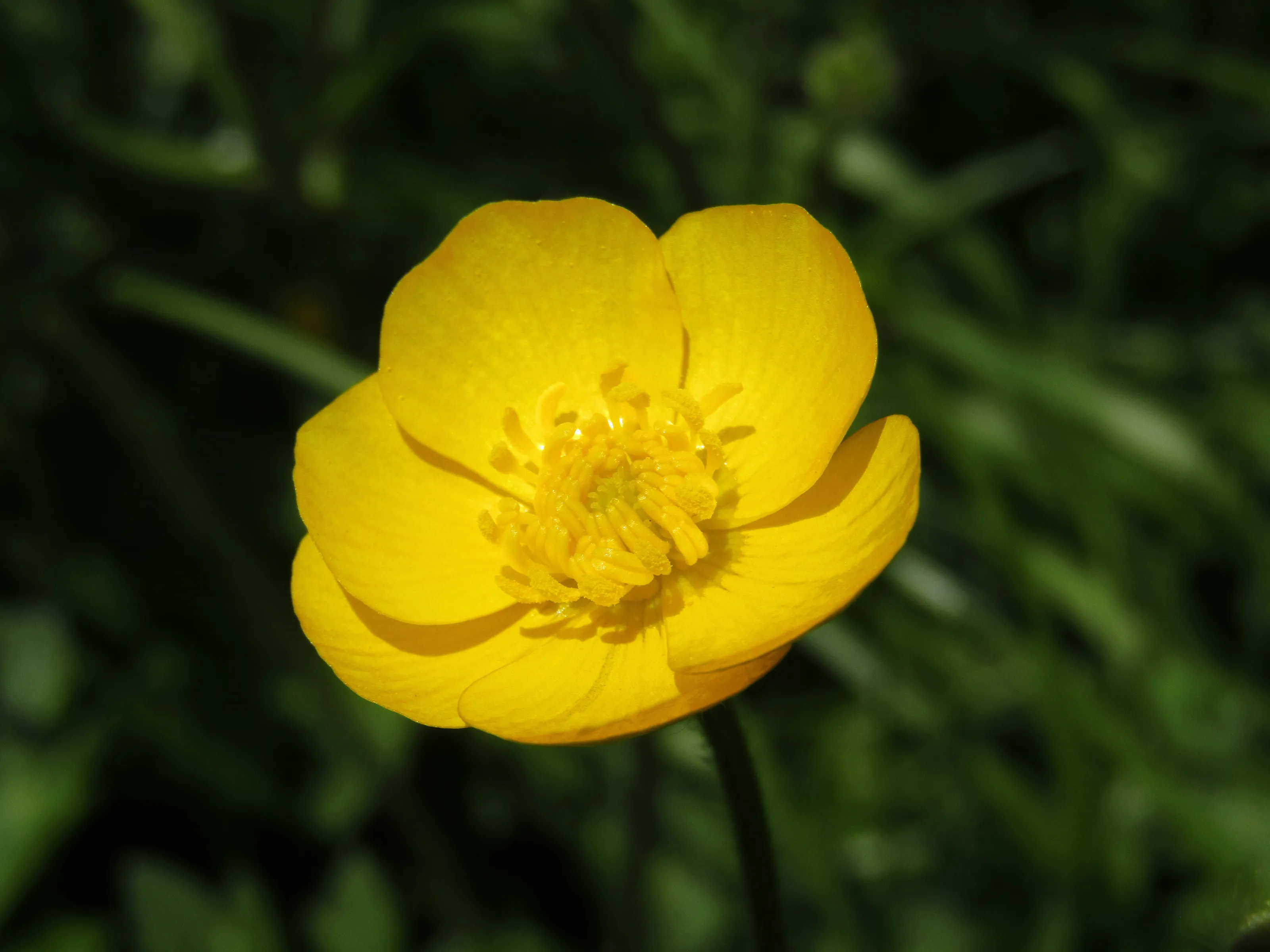 Butter yellow