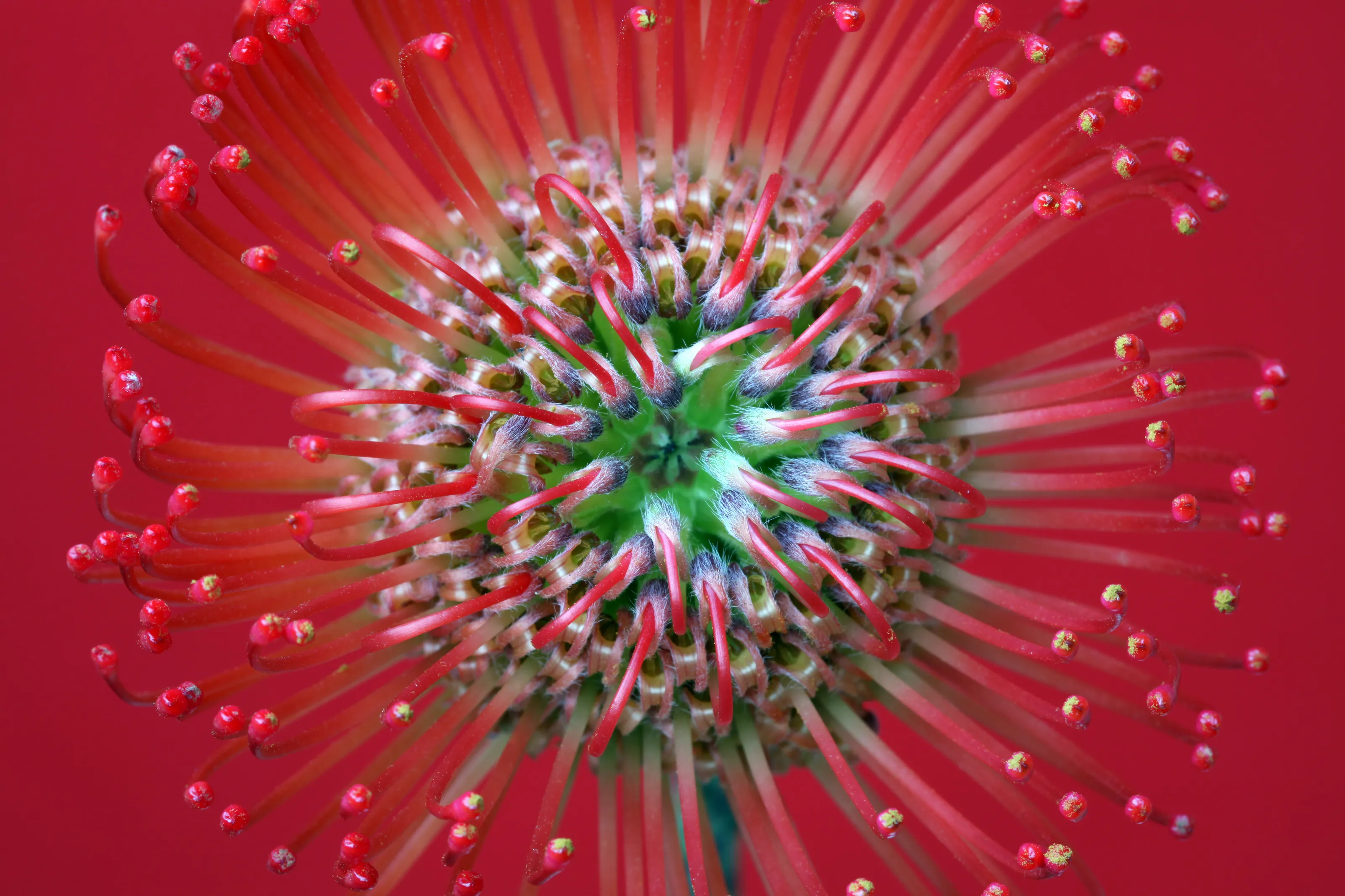 Protea