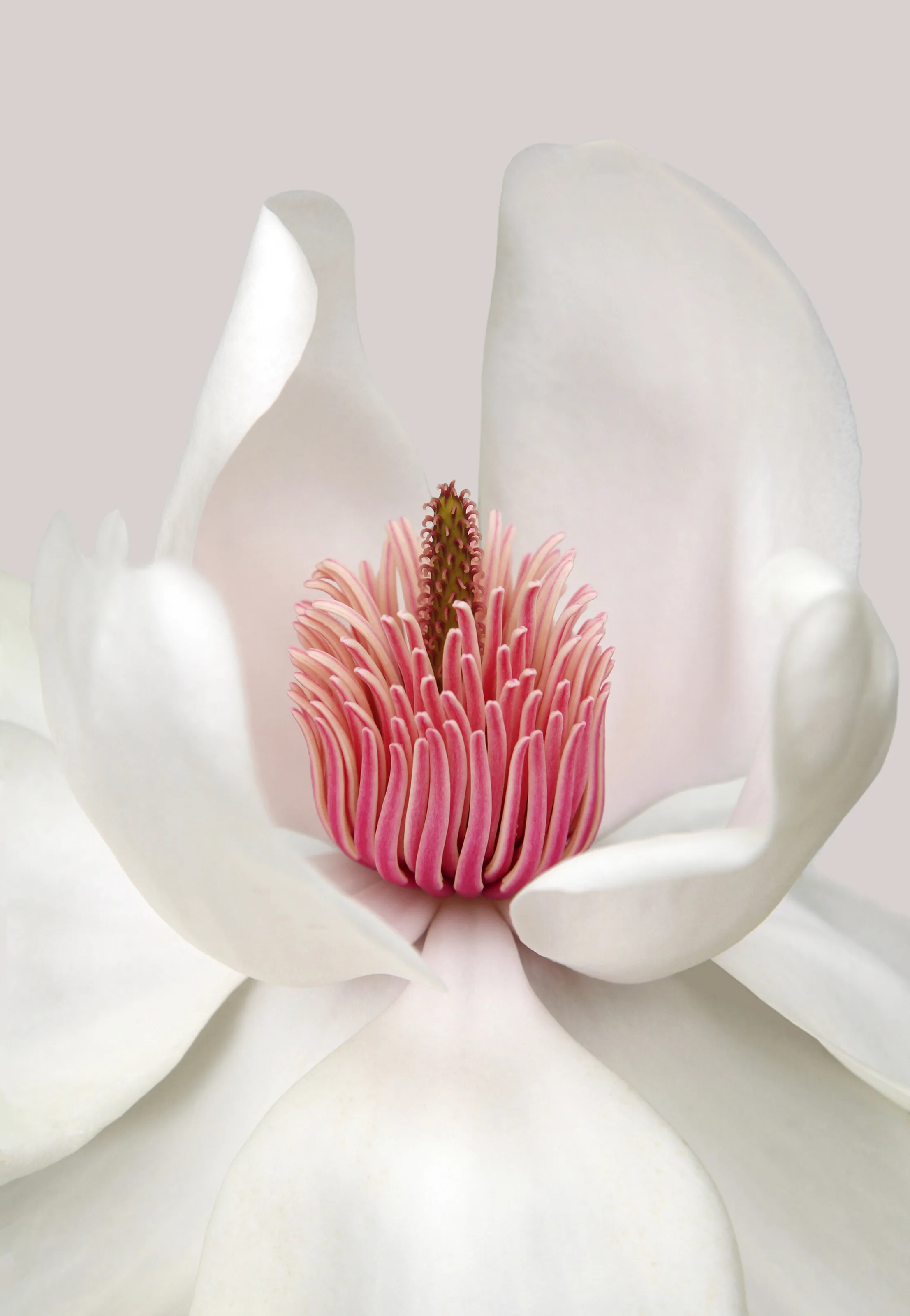 Magnolia campbellii 'Alba'