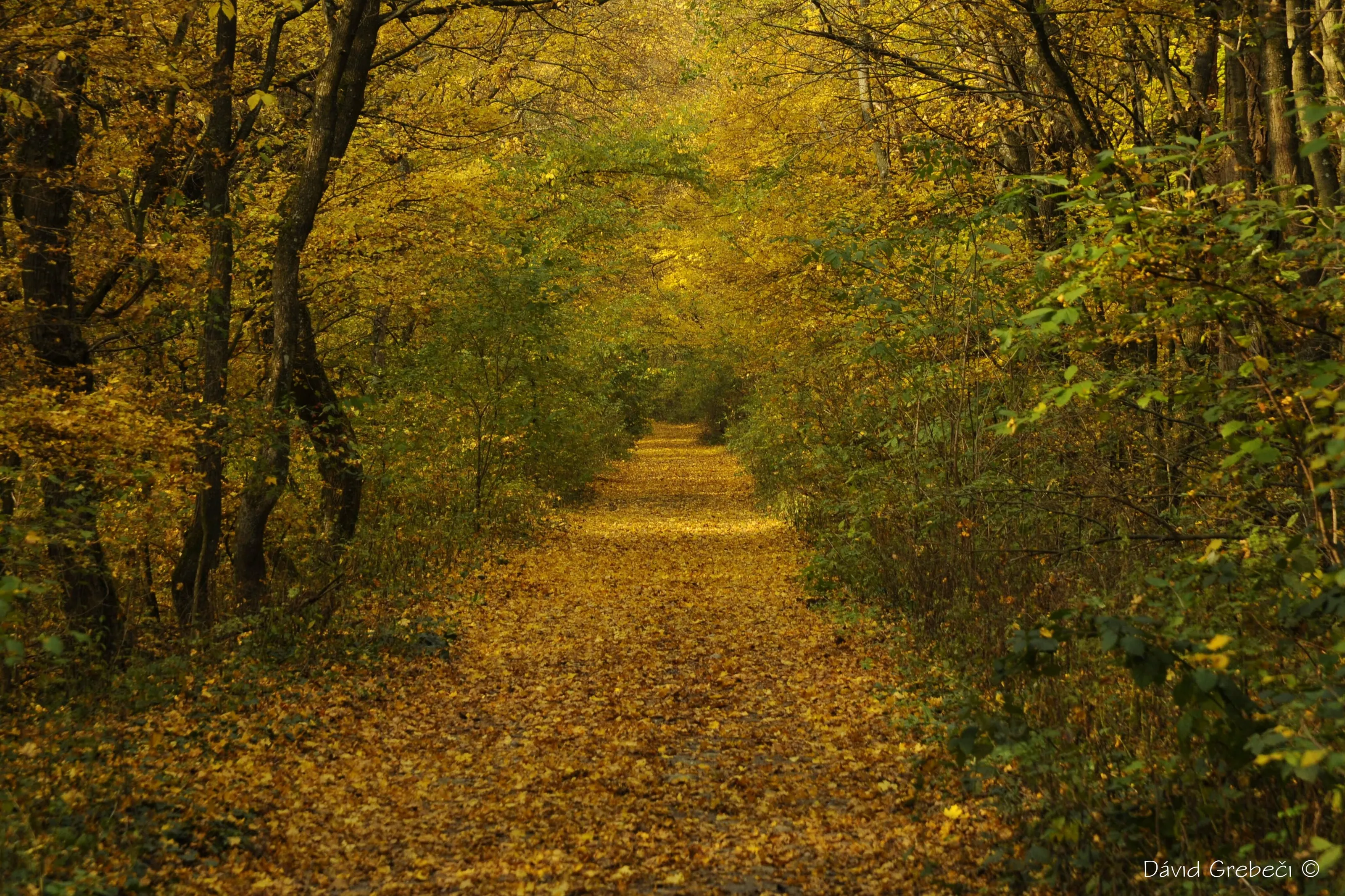 Autunm path