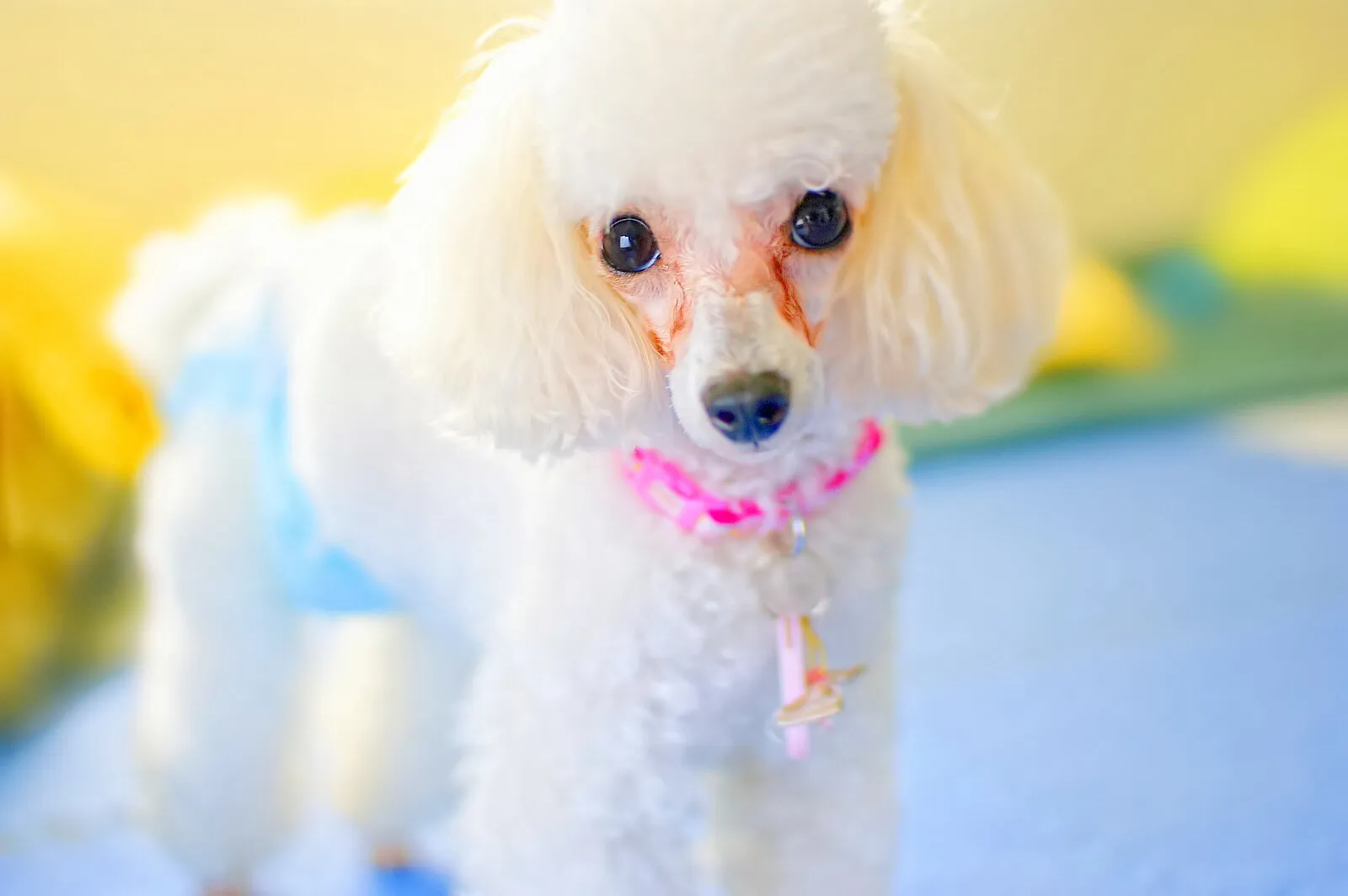 Little toy doodle first day visit my home.