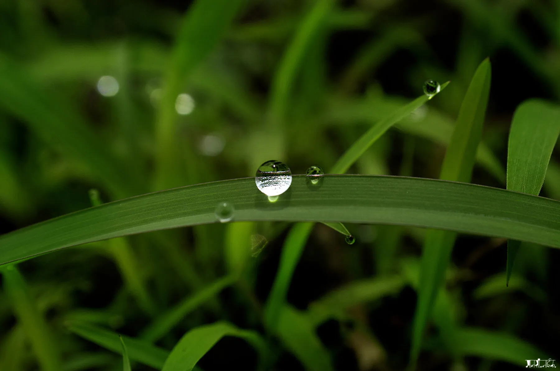 Dewdrop
