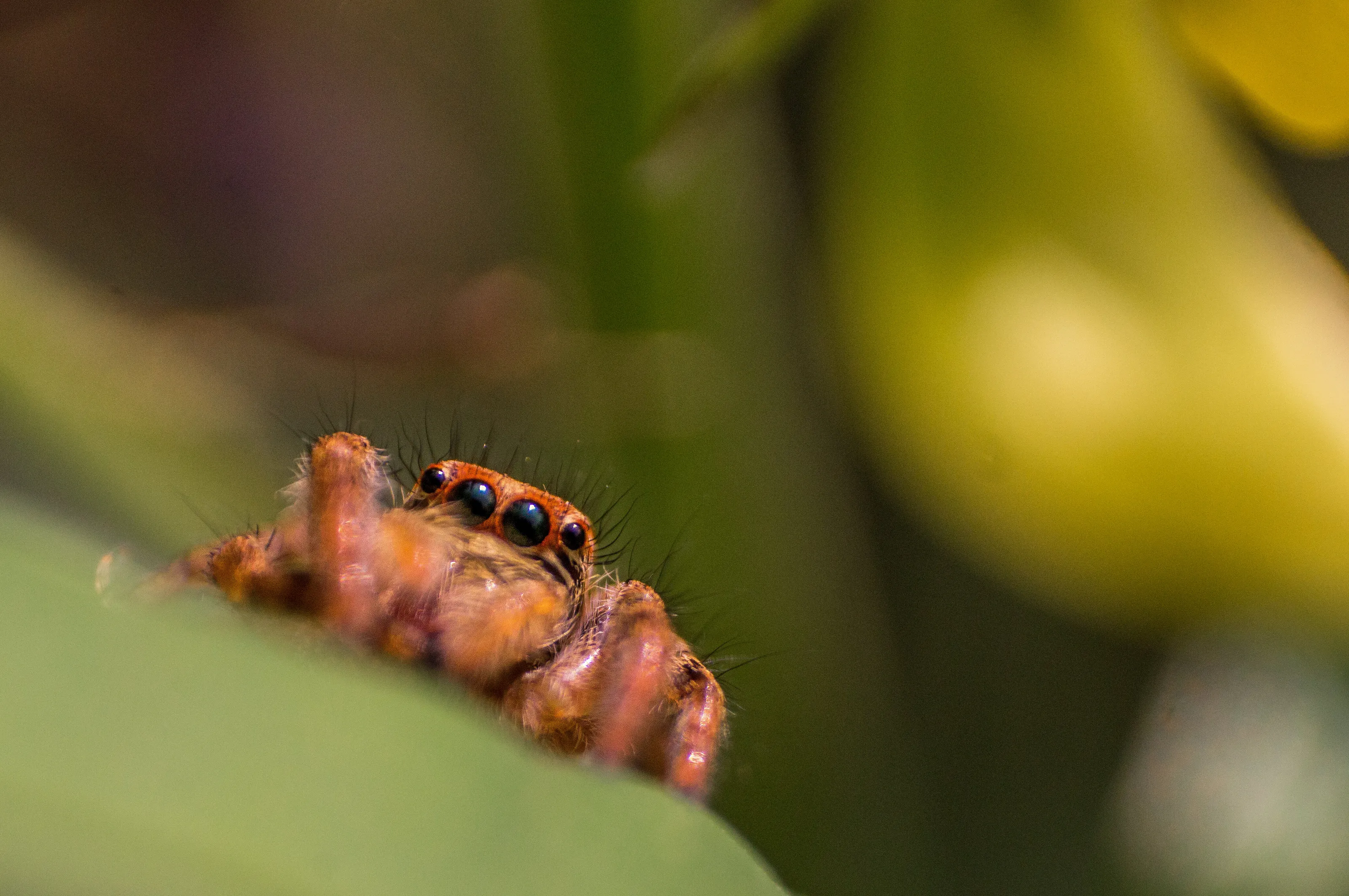 Peeker.. Carrhotus Viduus