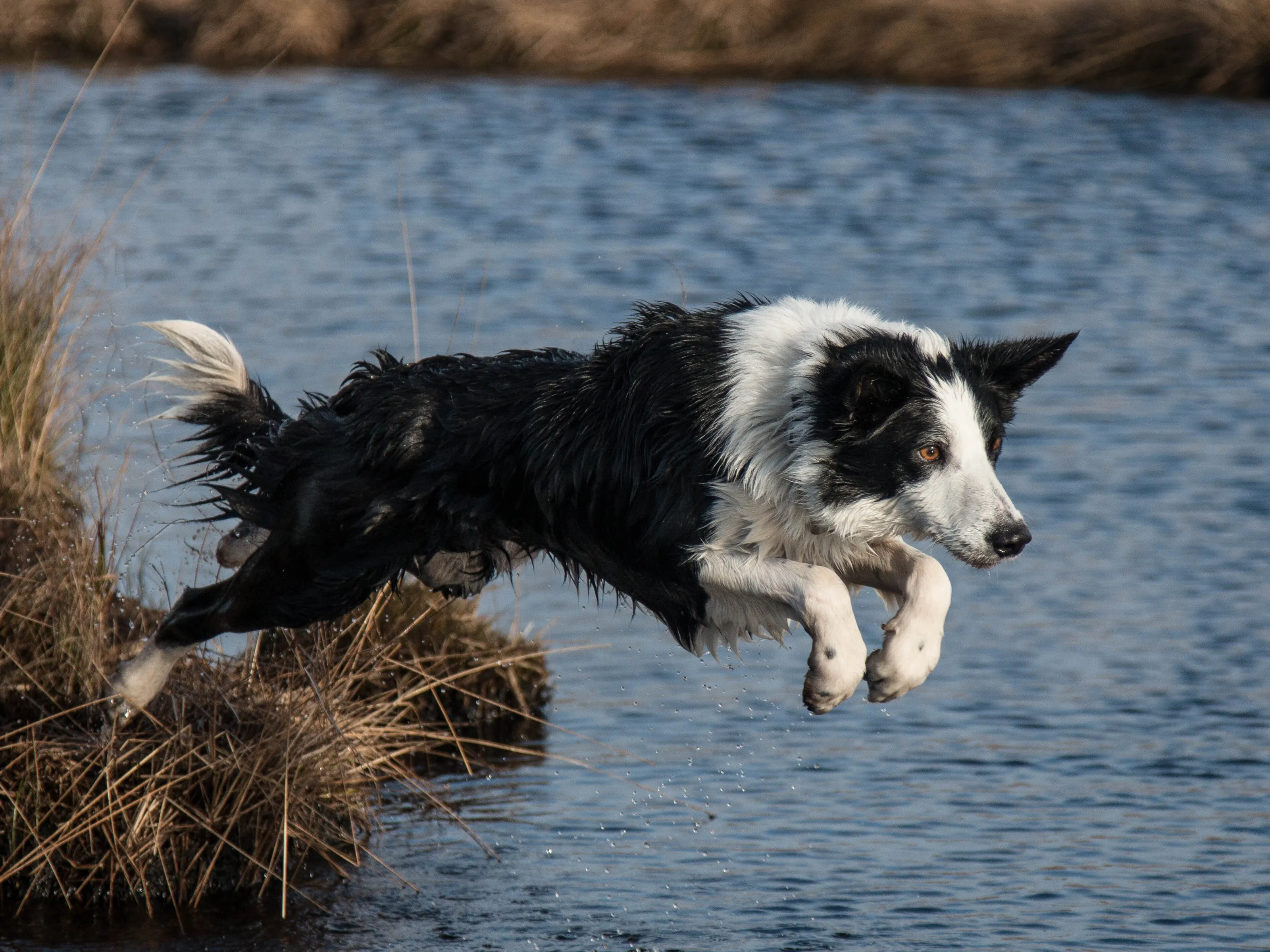 Gyp Border Collie