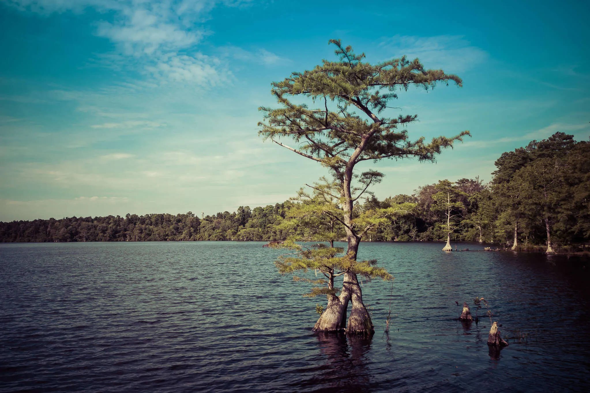The lonely Cypress
