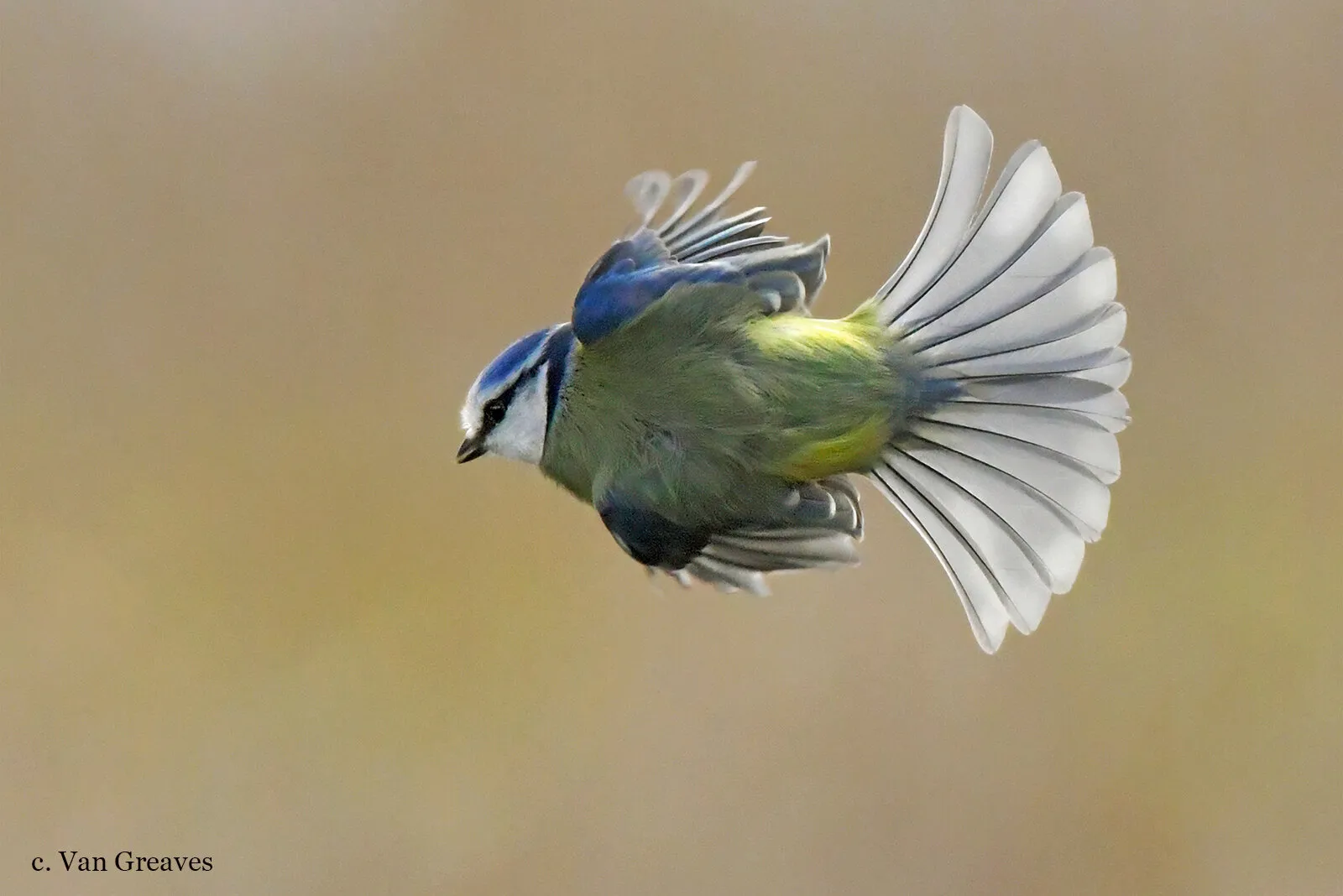 Blue Tit Bullet
