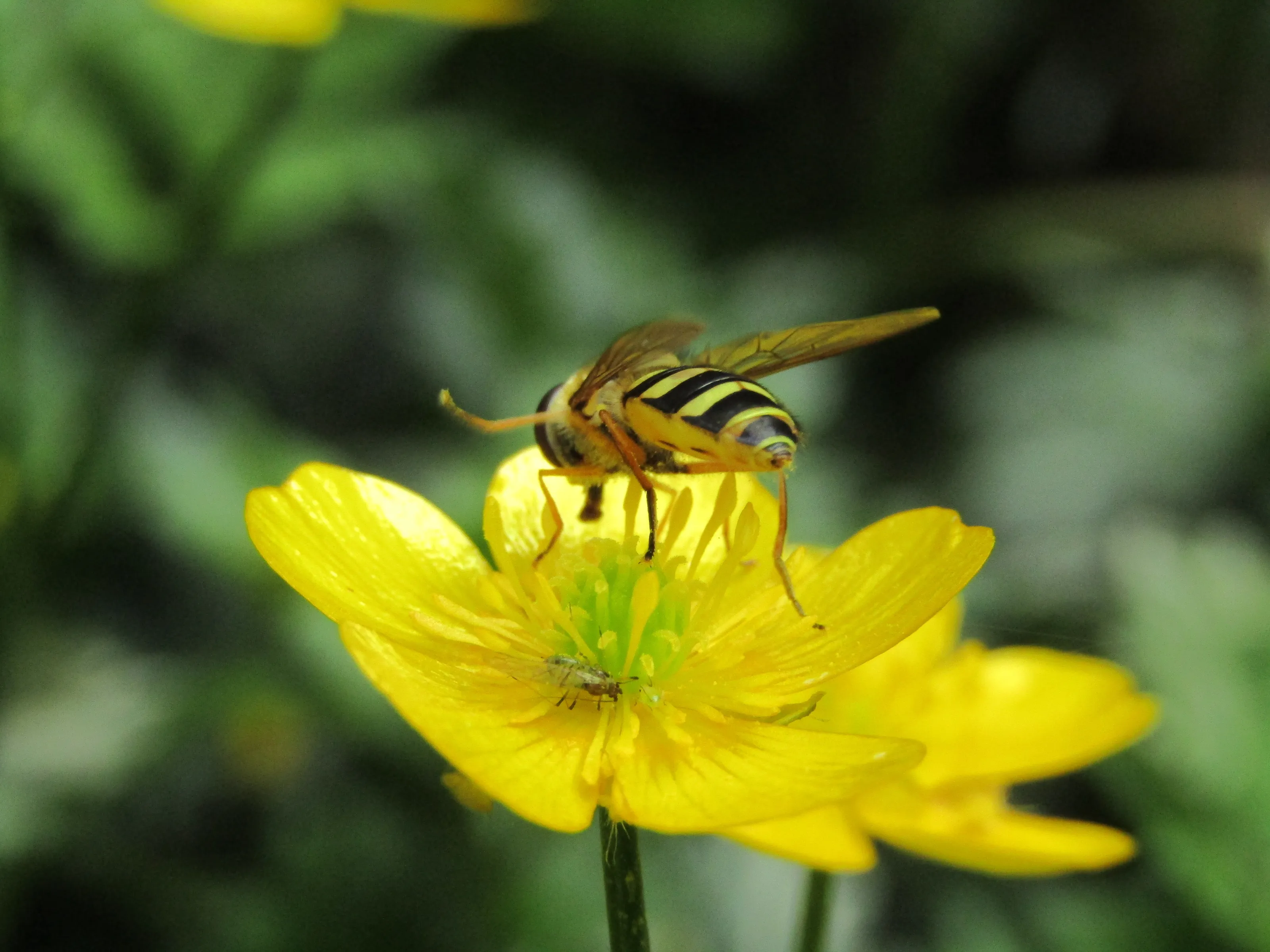 Buttercup