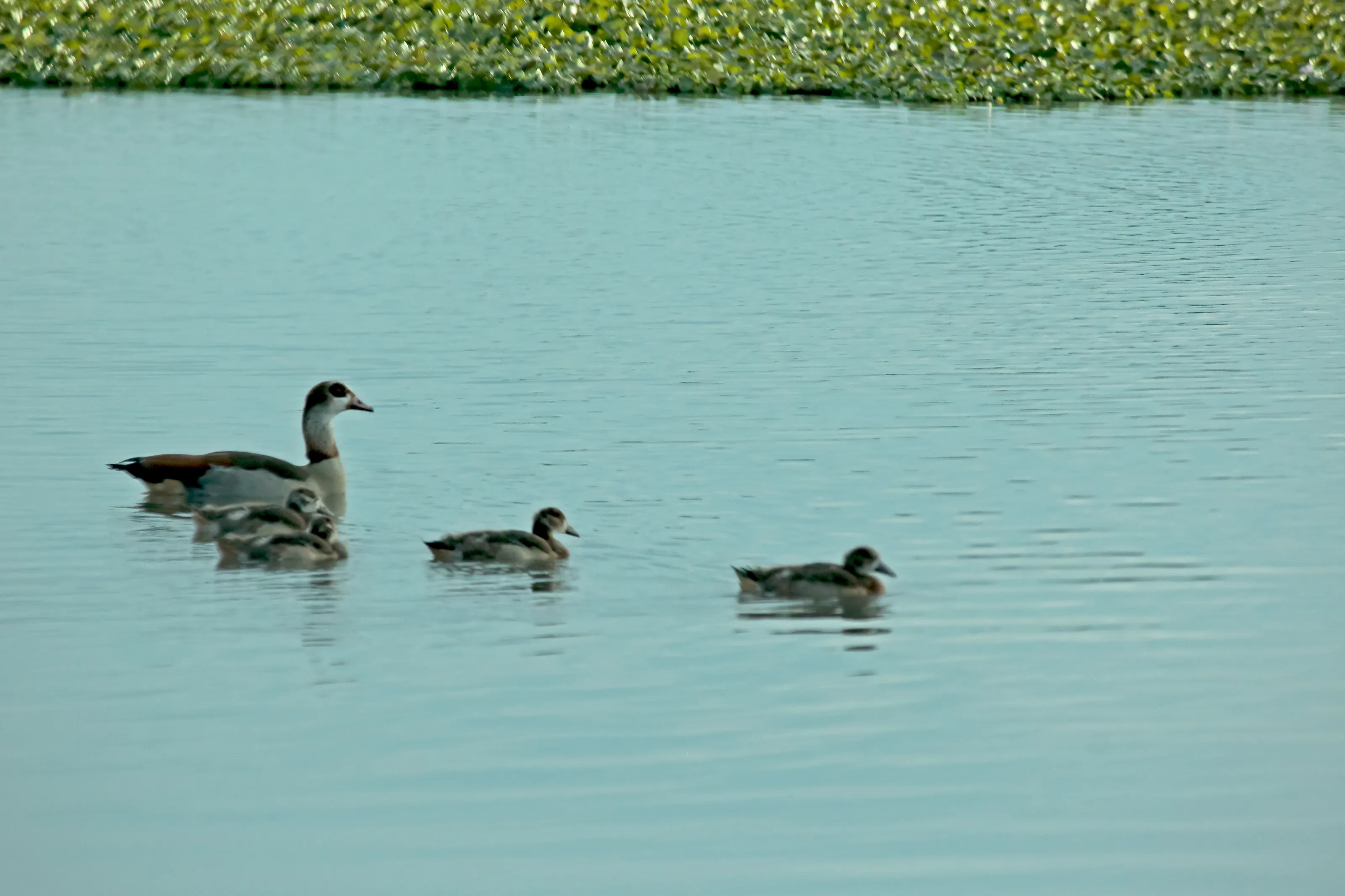 Duck Family