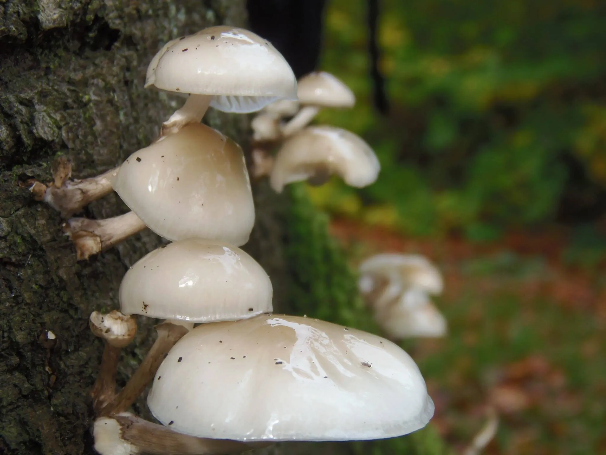 Wild mushroom