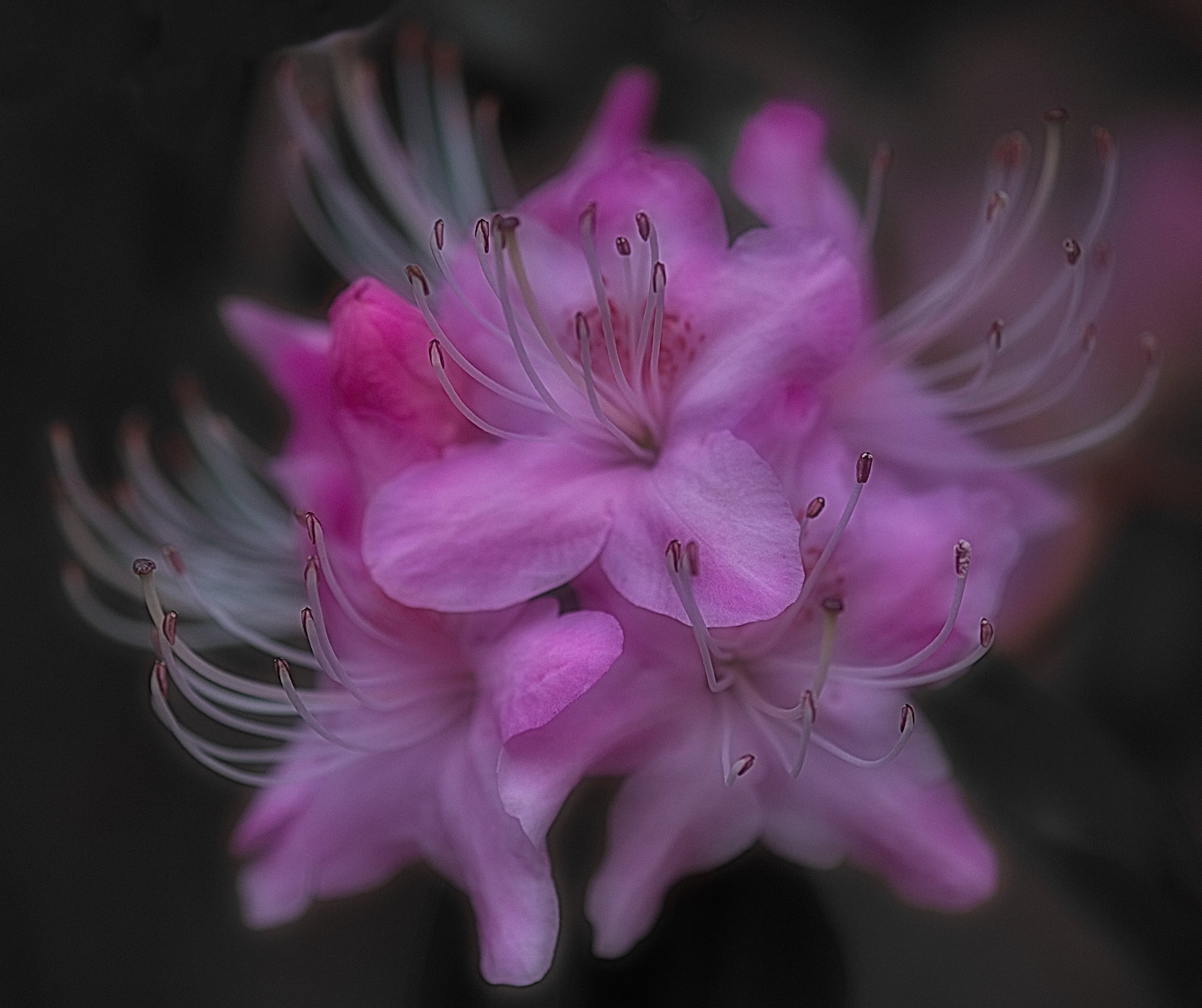 Azalea Flower