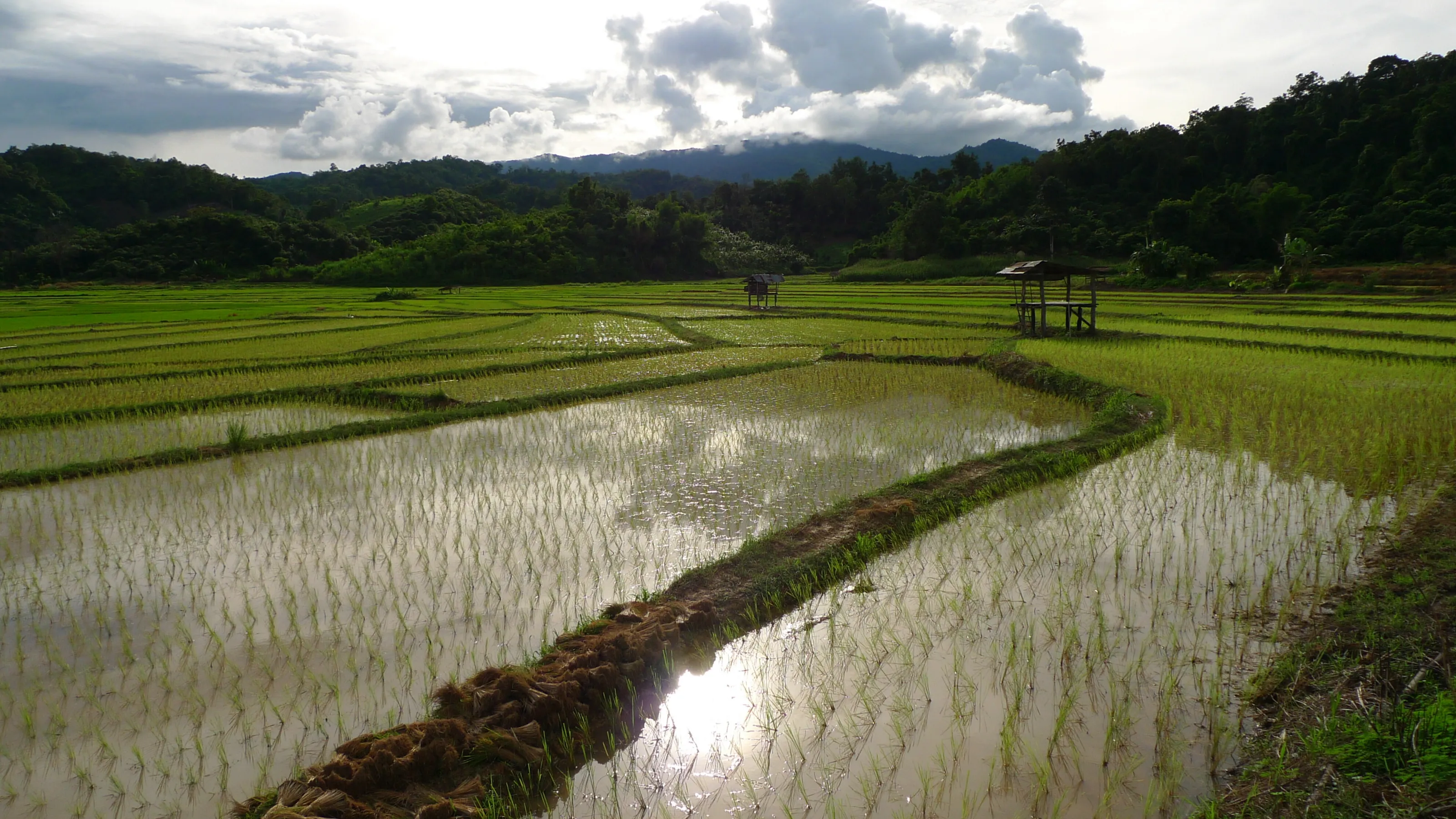 Mekong Ricefields