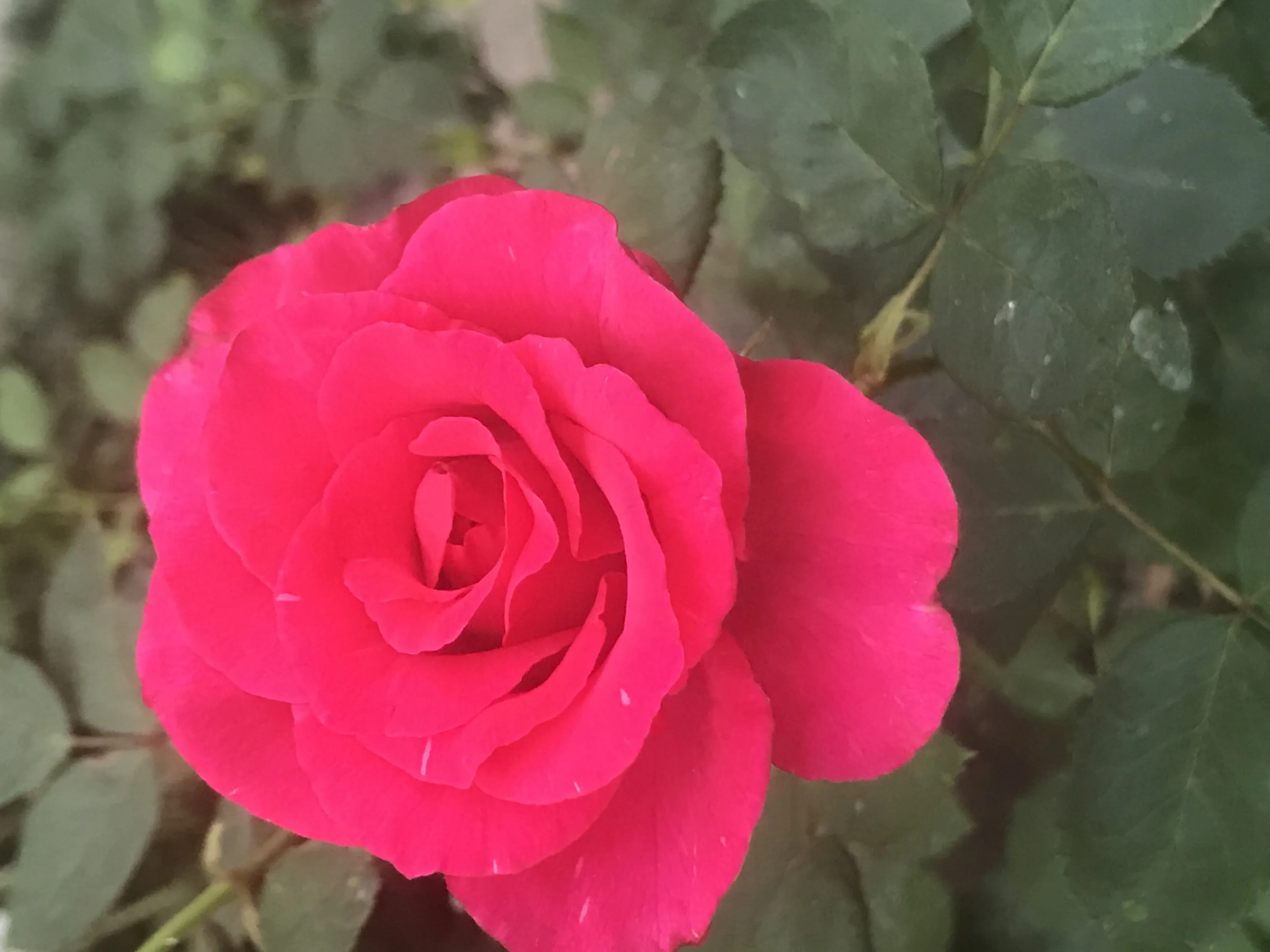 Red rose