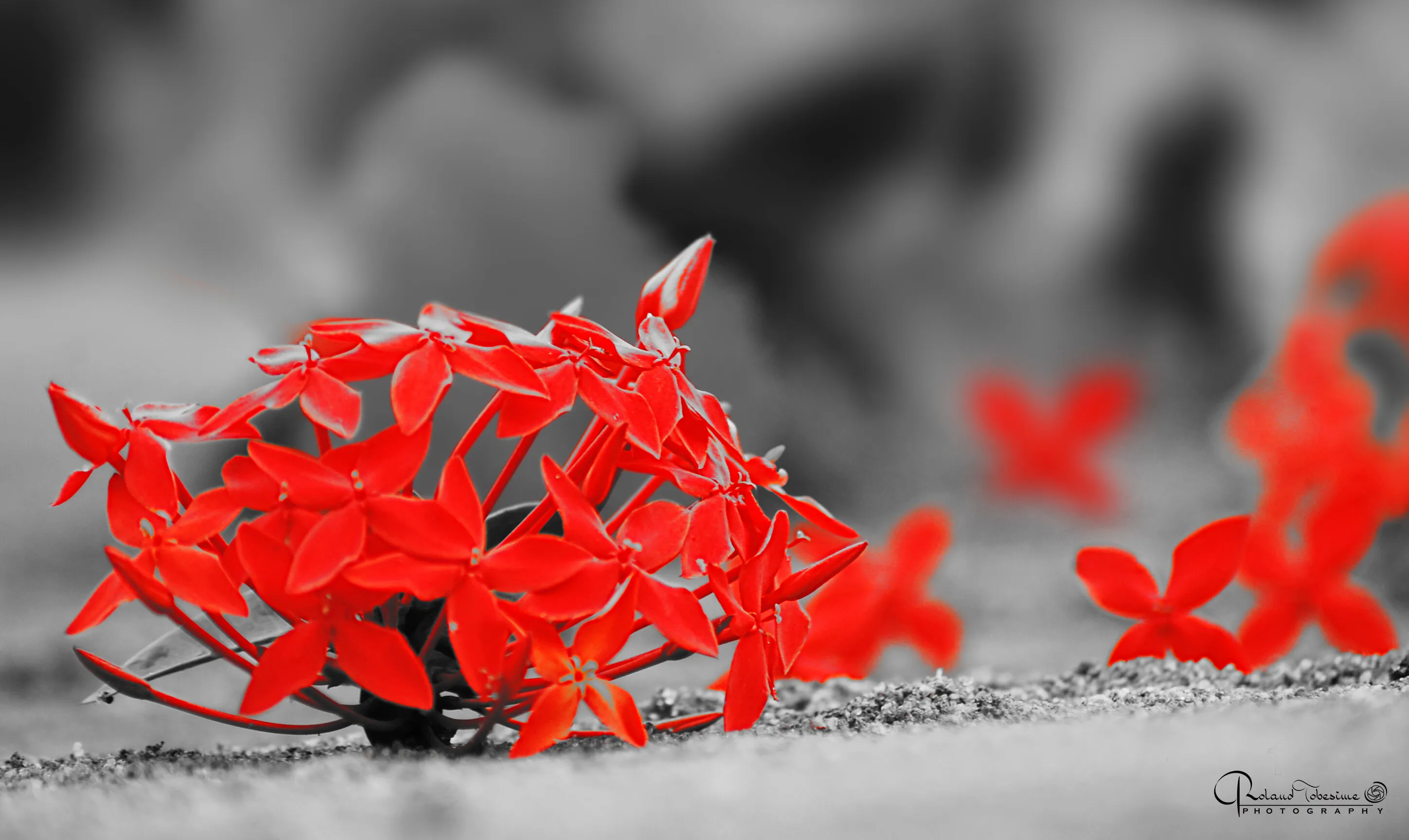 dream red