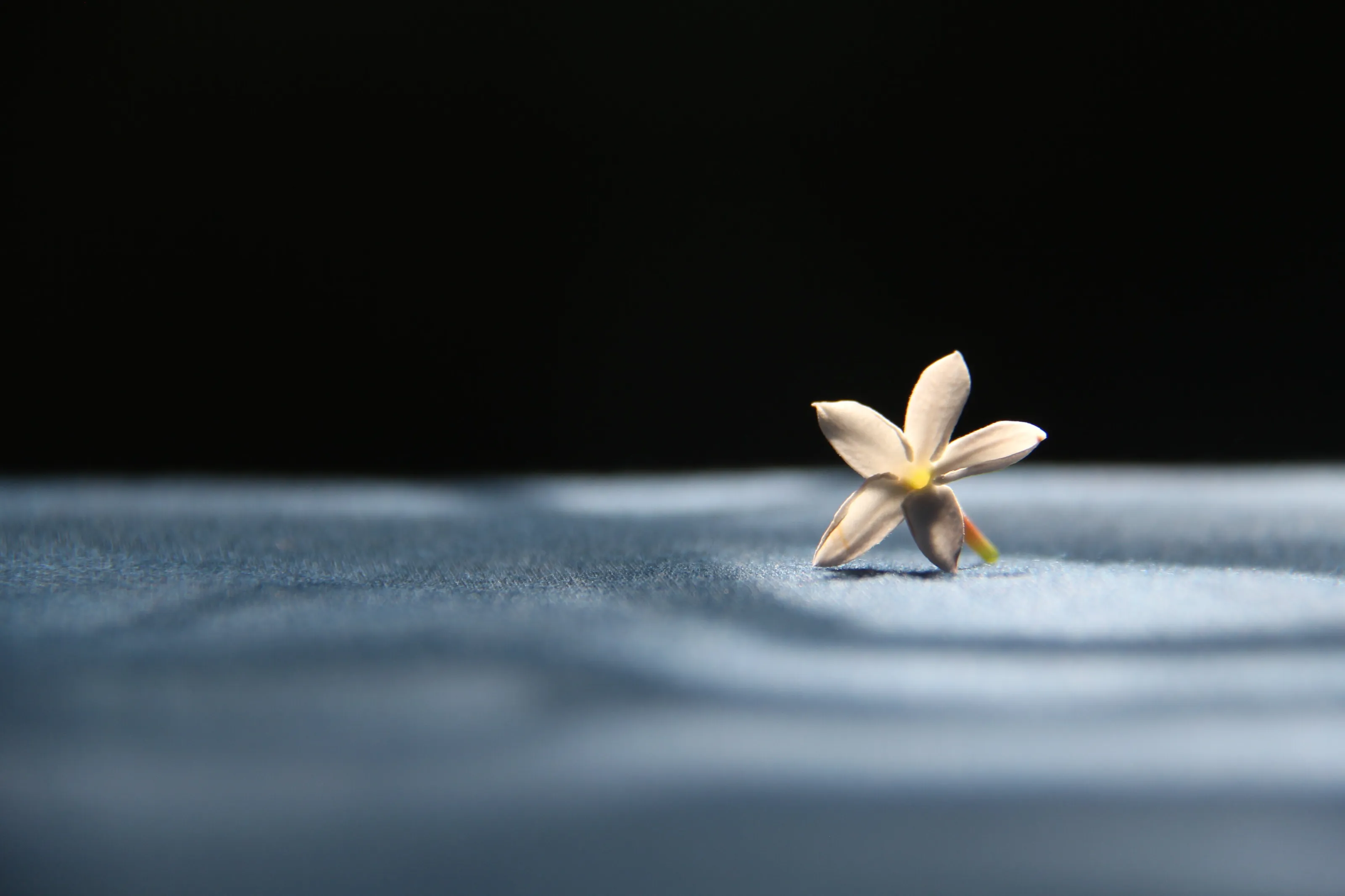 lonely flower