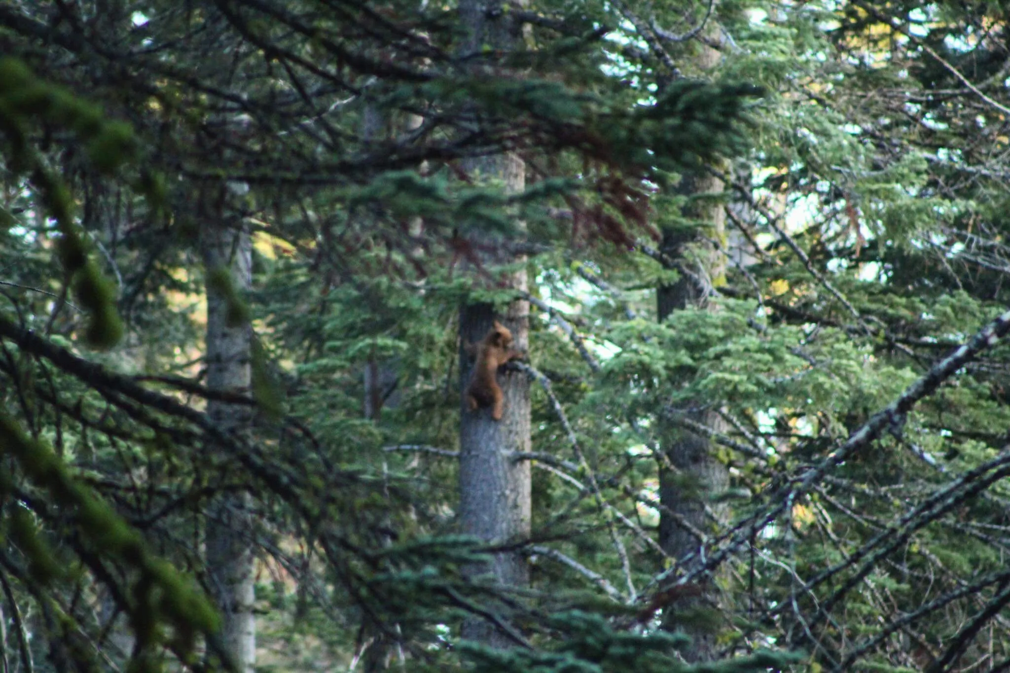 A cub in the pines