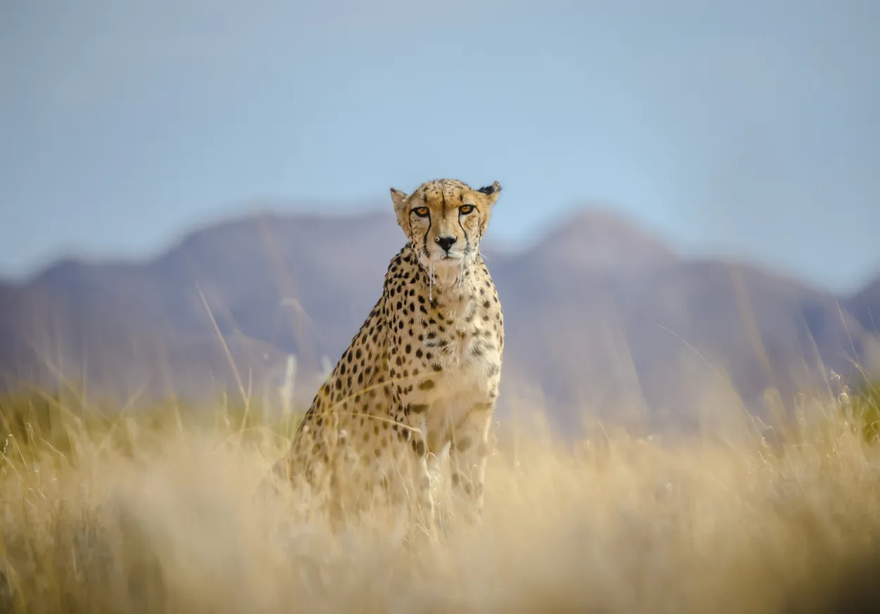 Entry 2394725