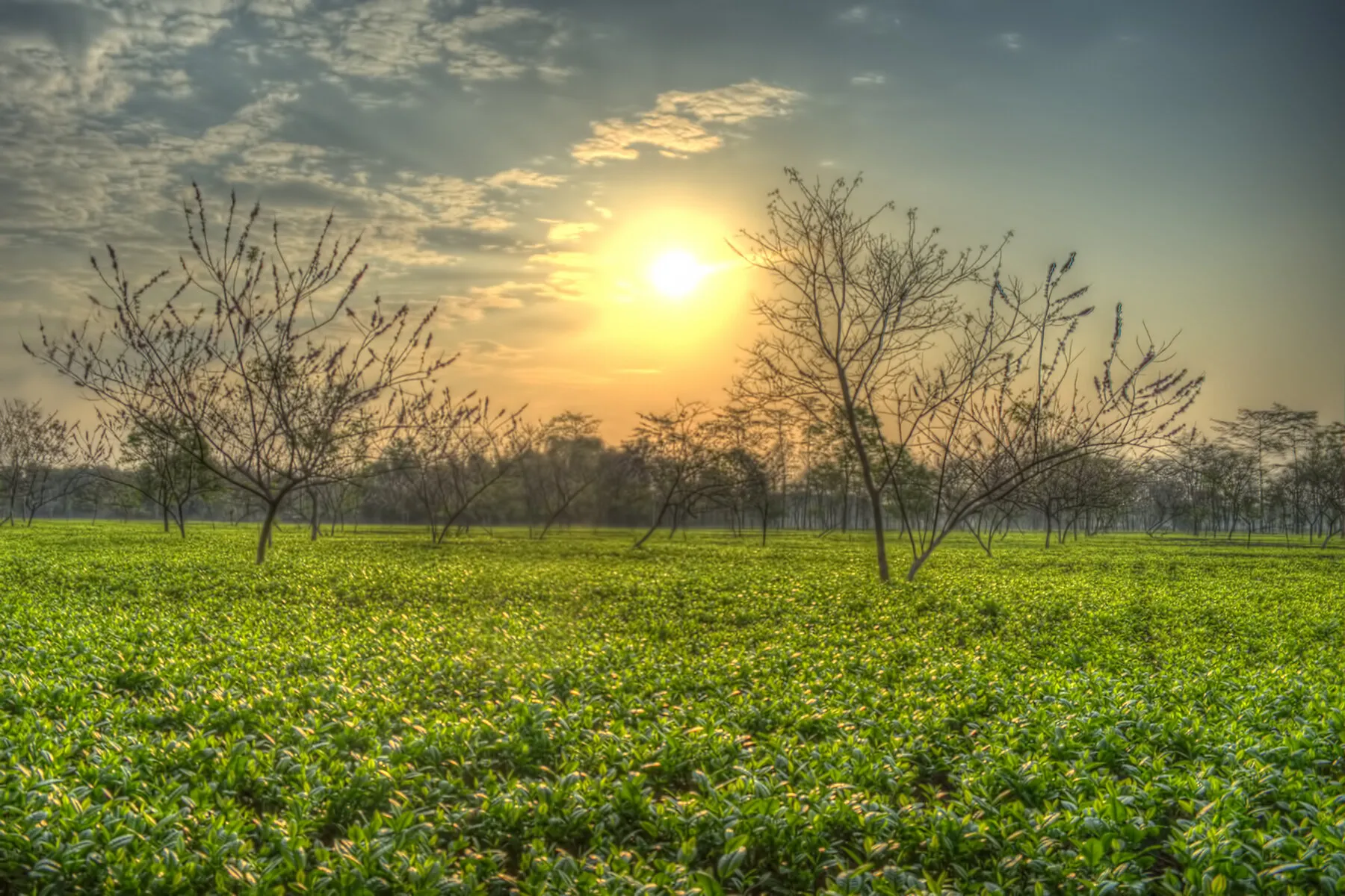 The Glistening Greenery